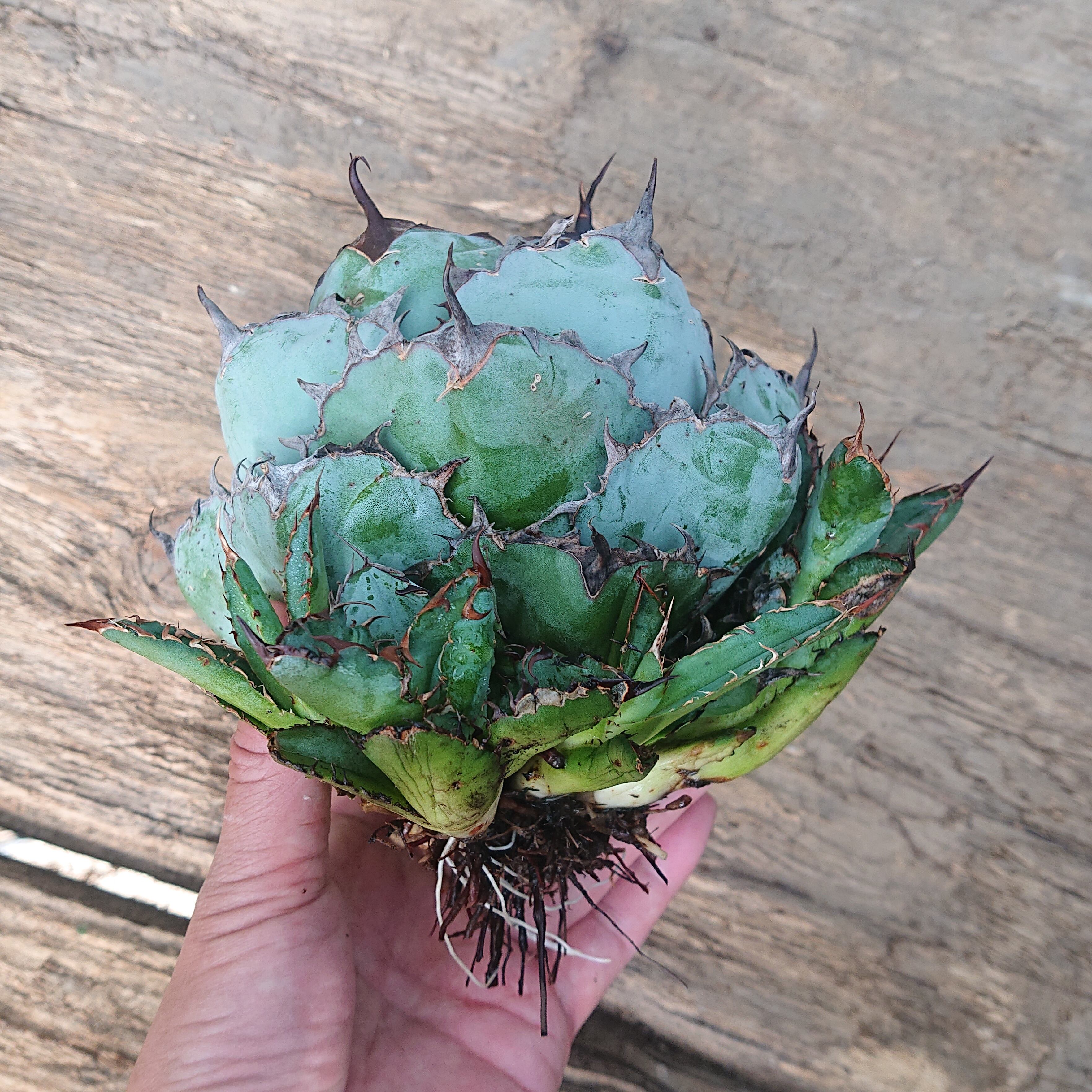 c141多肉植物　アガベ　チタノタ　agave　炎の赤い悪魔　10株極上子株