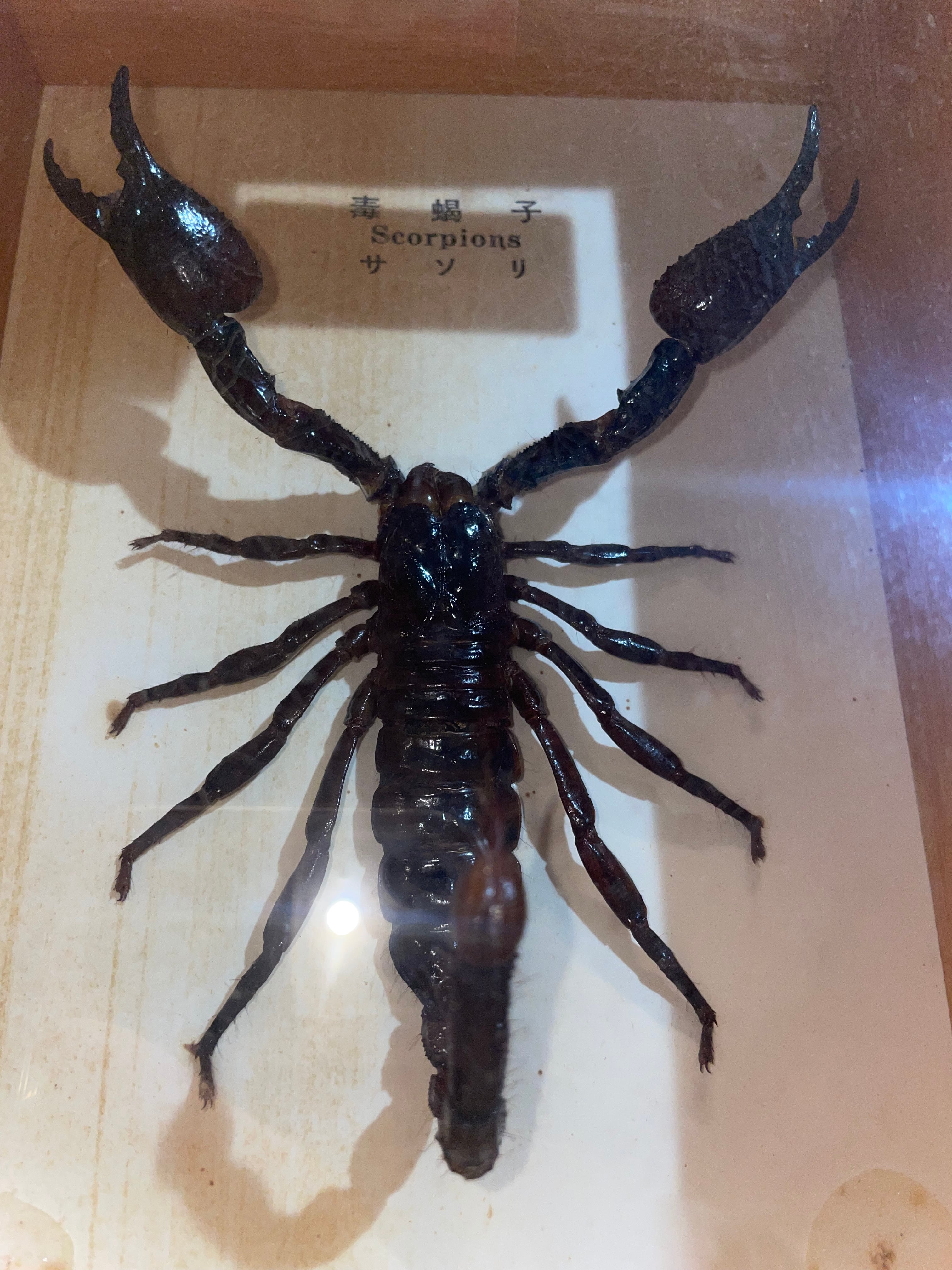 本物】サソリの標本 [Authentic] Scorpion Specimen | アバンギャル堂