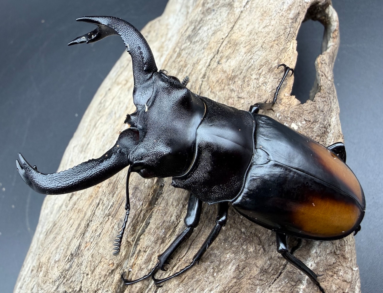 【WD】《セアカフタマタ(パリーフタマタ) 76mm ペア》