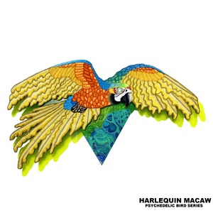 HARLEQUIN MACAW