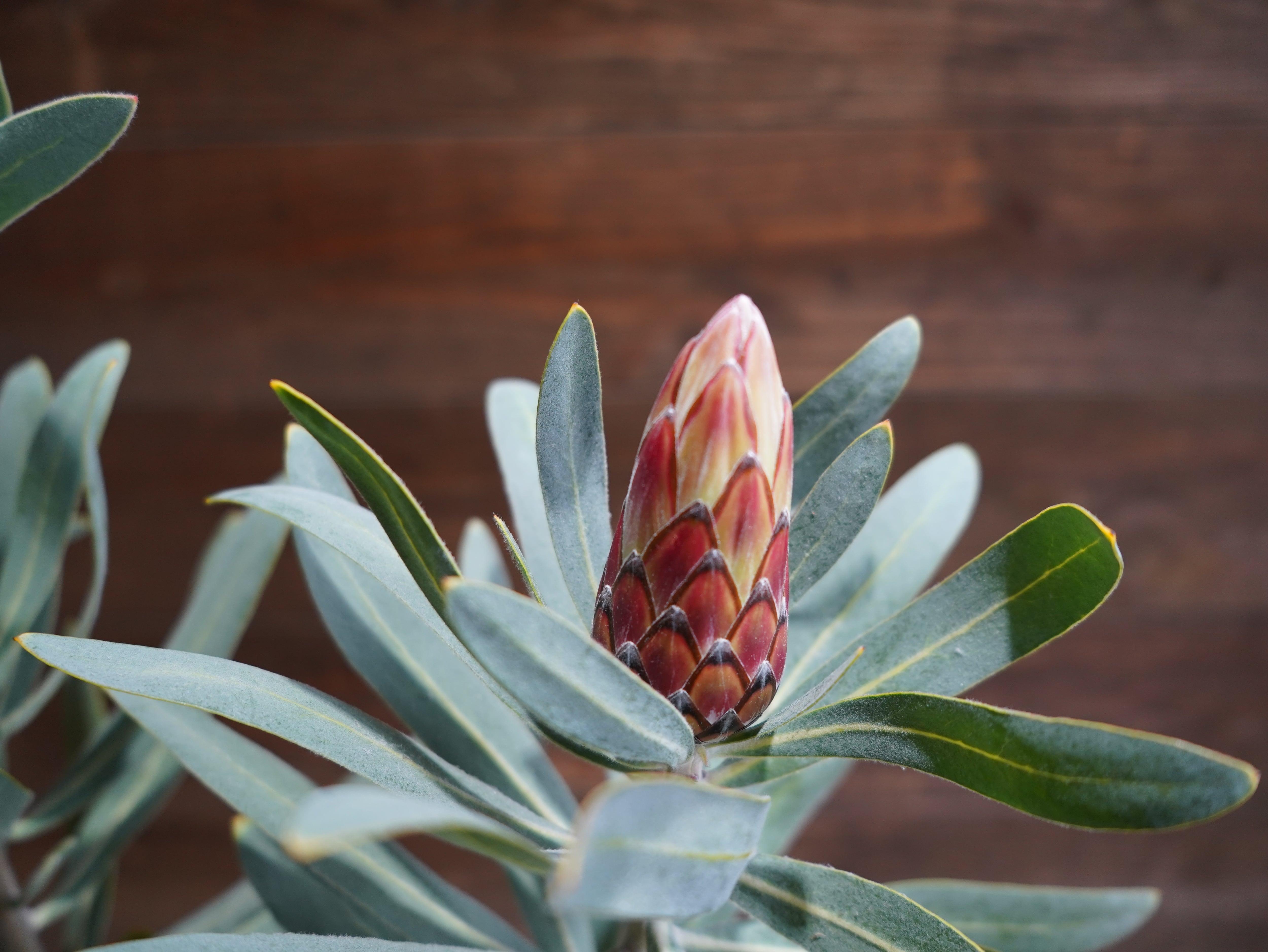 【現物】プロテア "ピンククリーム"