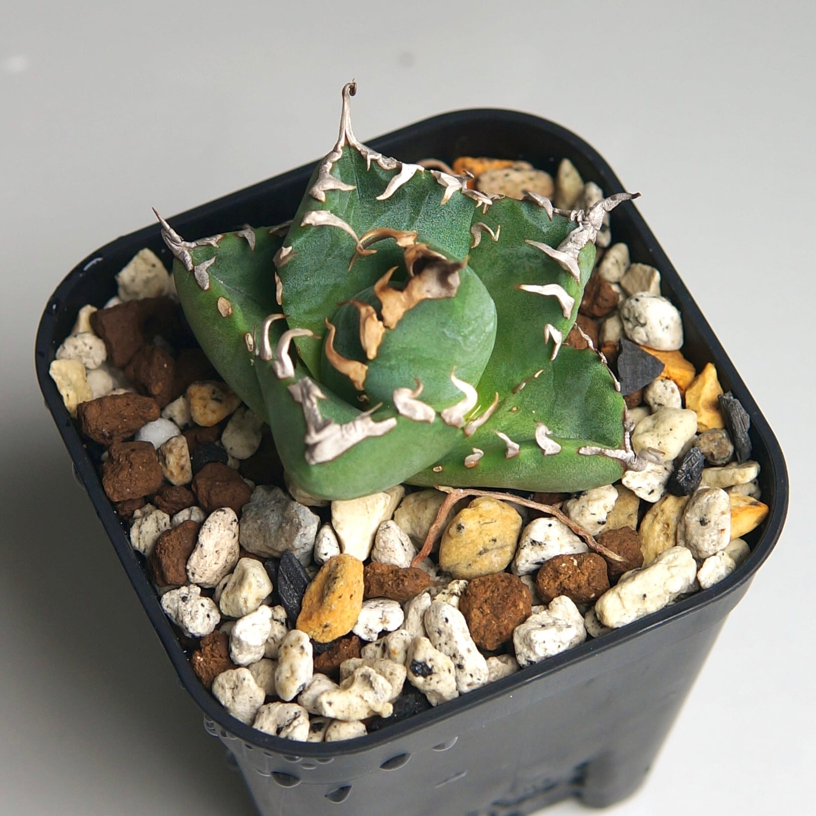 魔丸③ アガベ チタノタ (多肉植物 アガベ agave チタノタ 魔丸 魔丸③ アガベ チタノタ (多肉植物 アガベ agave チタノタ 魔丸