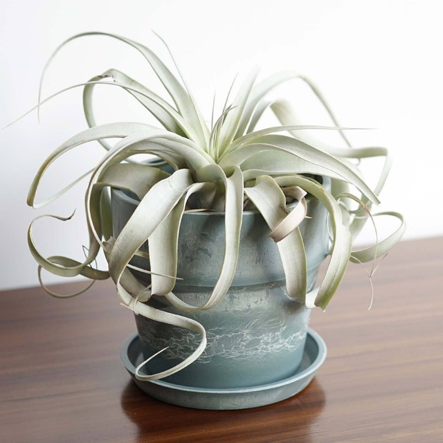 アーバンプランツポット 13.5cm ソリッドケール