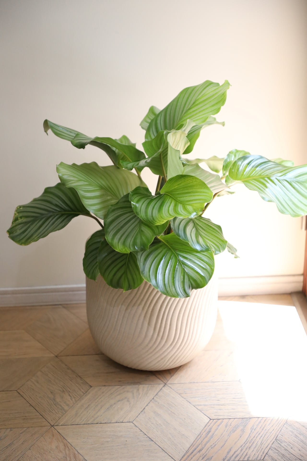 L】カラテア オルビフォリア/Calathea | 【厳選植物・器】MIDORI