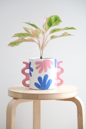 【M】アグラオネマ サイアムオーロラ/Aglaonema