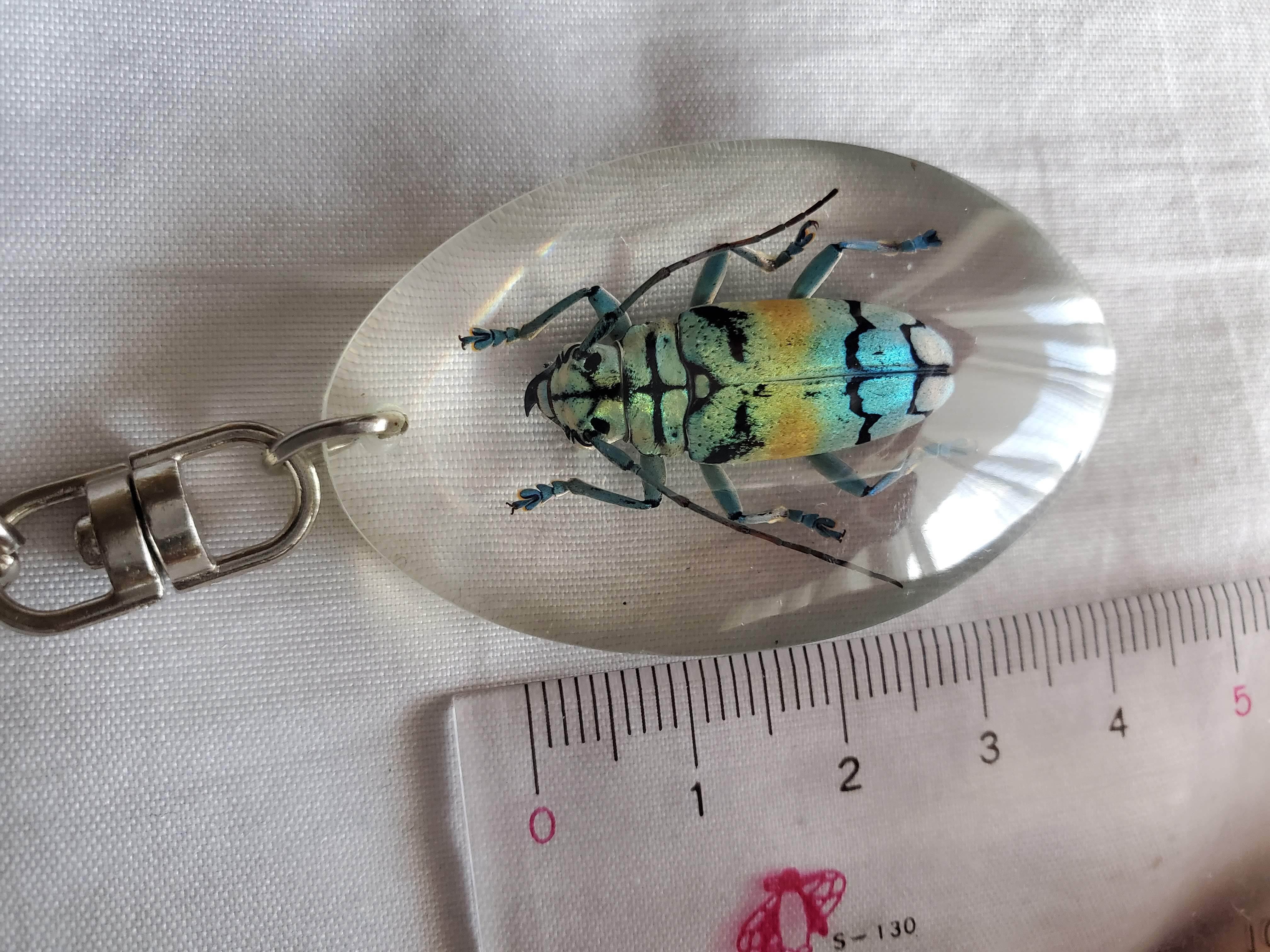 カリマンタン島の美麗カミキリ セレベス産 宝石カミキリムシ キーホルダー | いんどねし屋