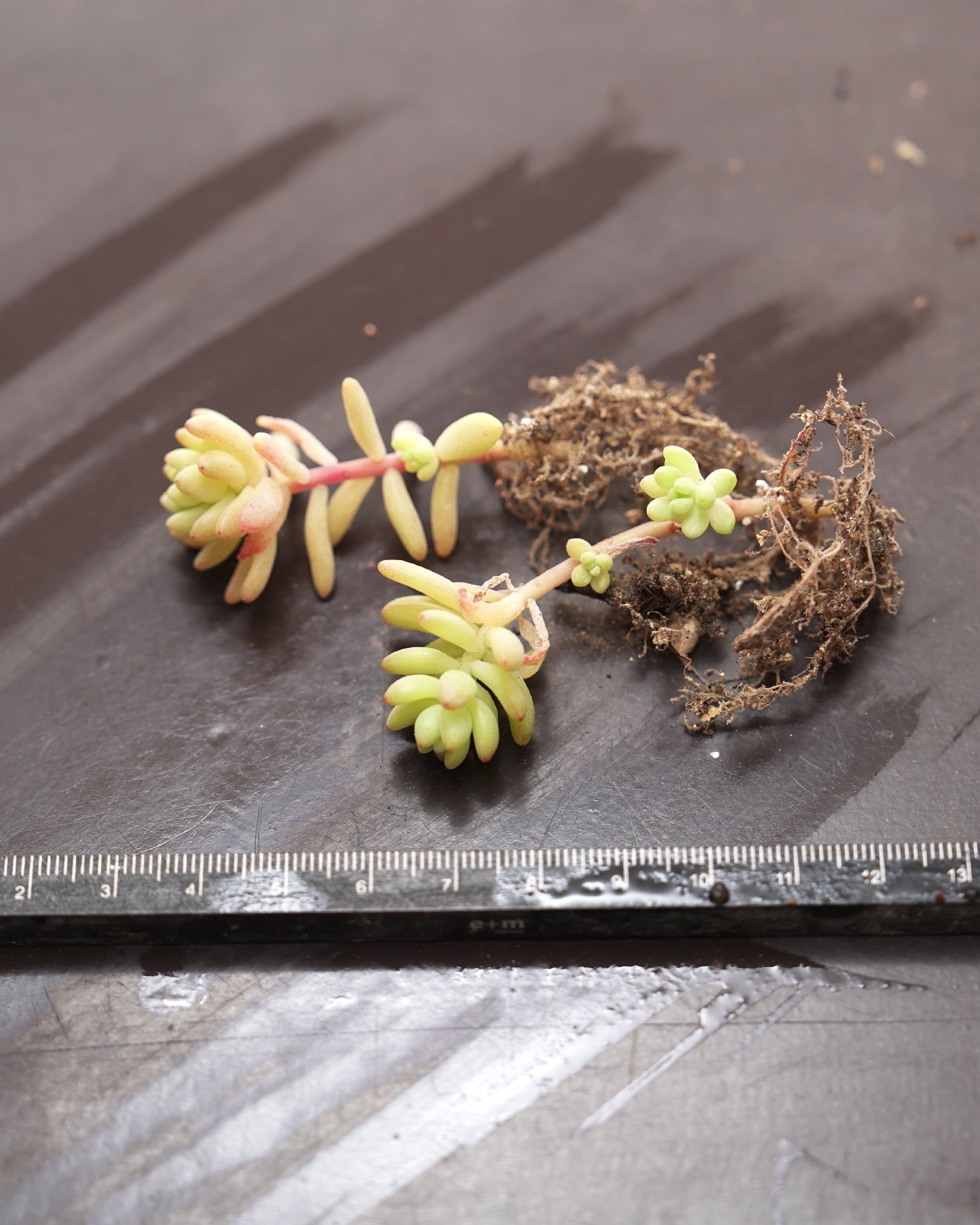 抜き苗 セダム 花団錦 Sedum 'Flower Group' | PUKUBOOK SUCCULENTS