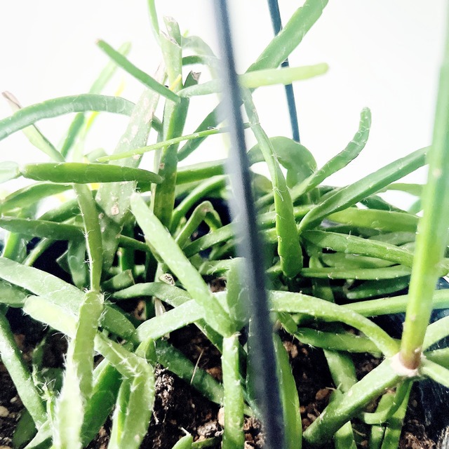 【再入荷】色づく希少種＊リプサリス ピンクサリー＊ハンギング 観葉植物 calm cafe