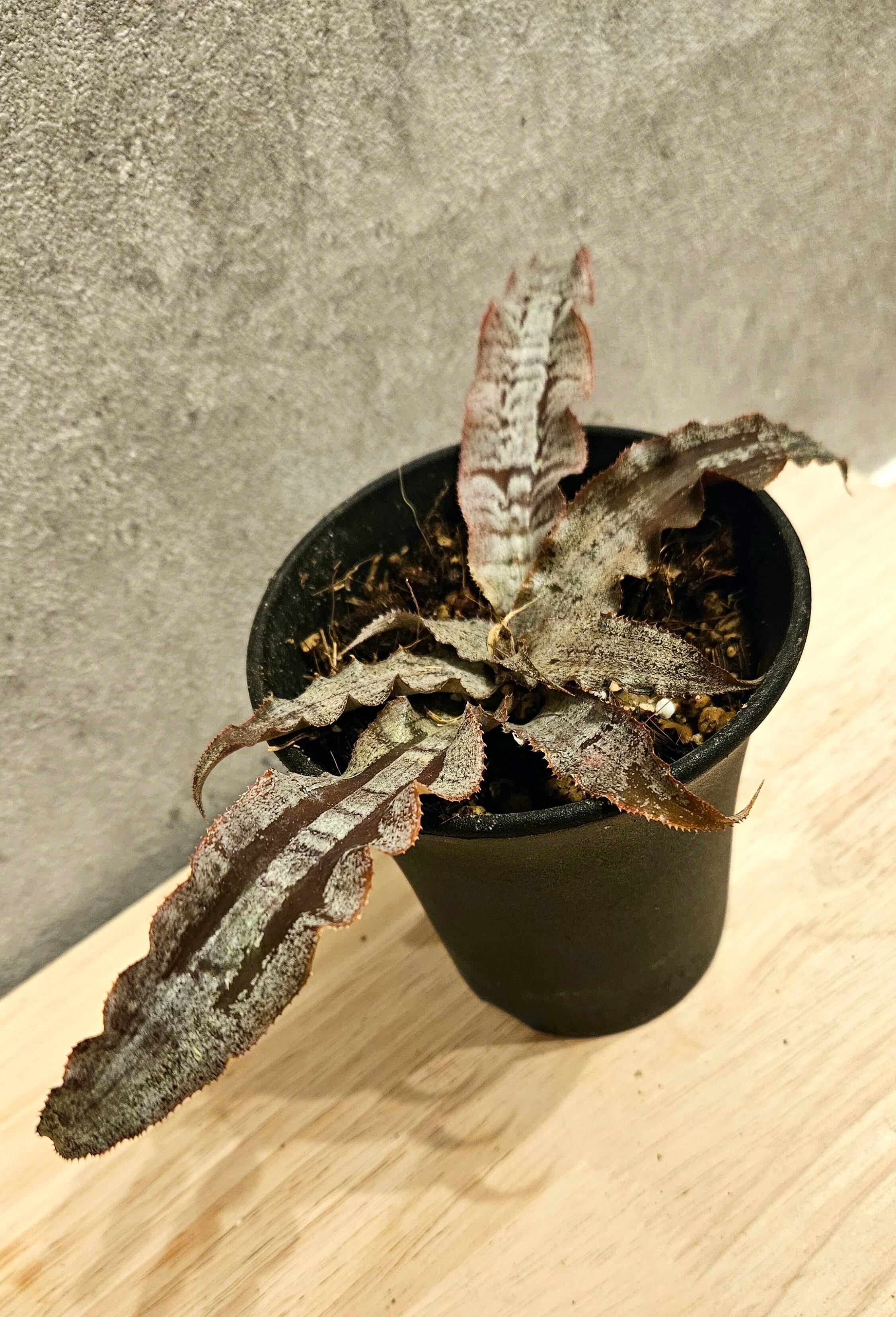 Cryptanthus X'mas 【artPLANTs】クリプタンサス/ブロメリア