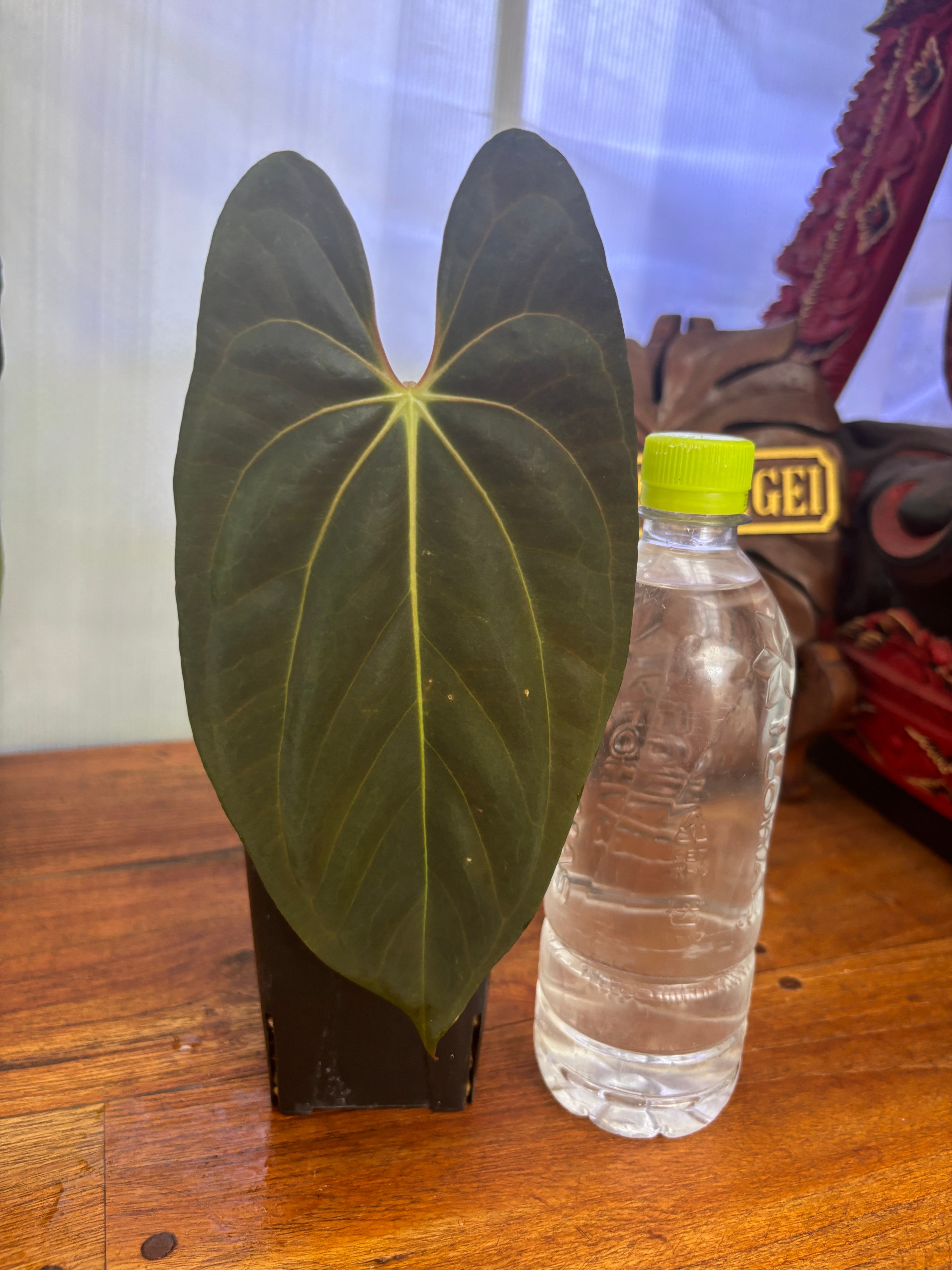 Anthurium | BALI-AN 園芸