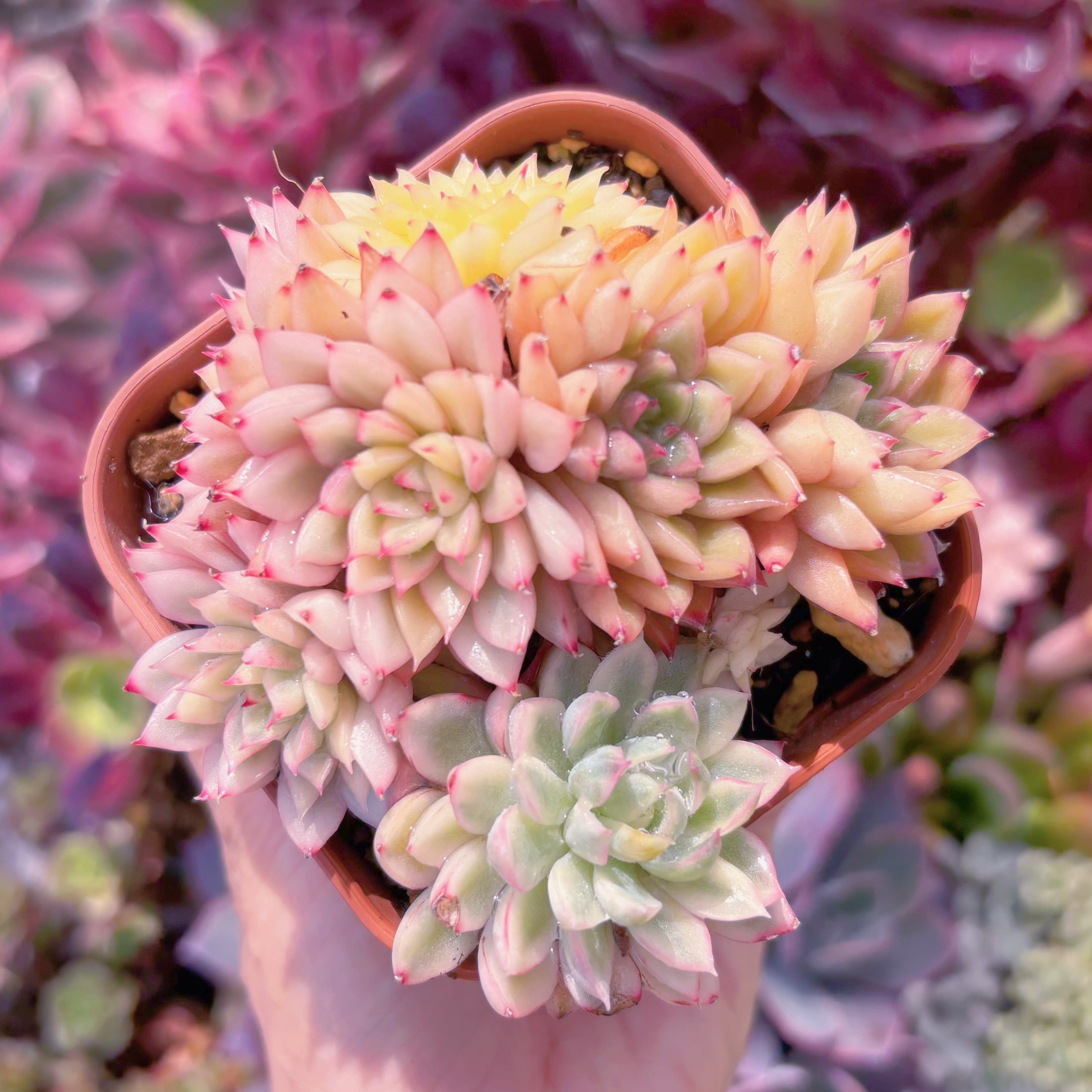 現品　女雛錦錦#668　るる農園