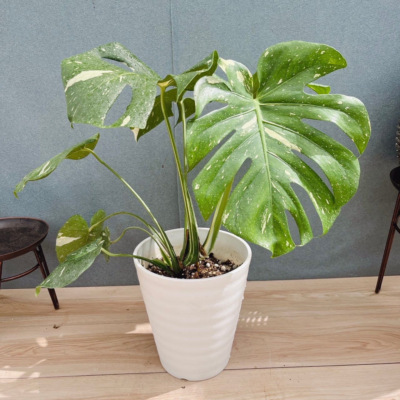 現品］36番 ユッカ エレファンティペス 斑入り 10号 観葉植物 室内