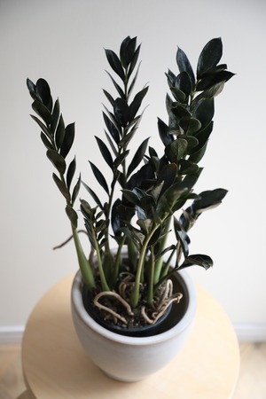 【M】ザミオクルカス ダークミクロ/Zamioculcas