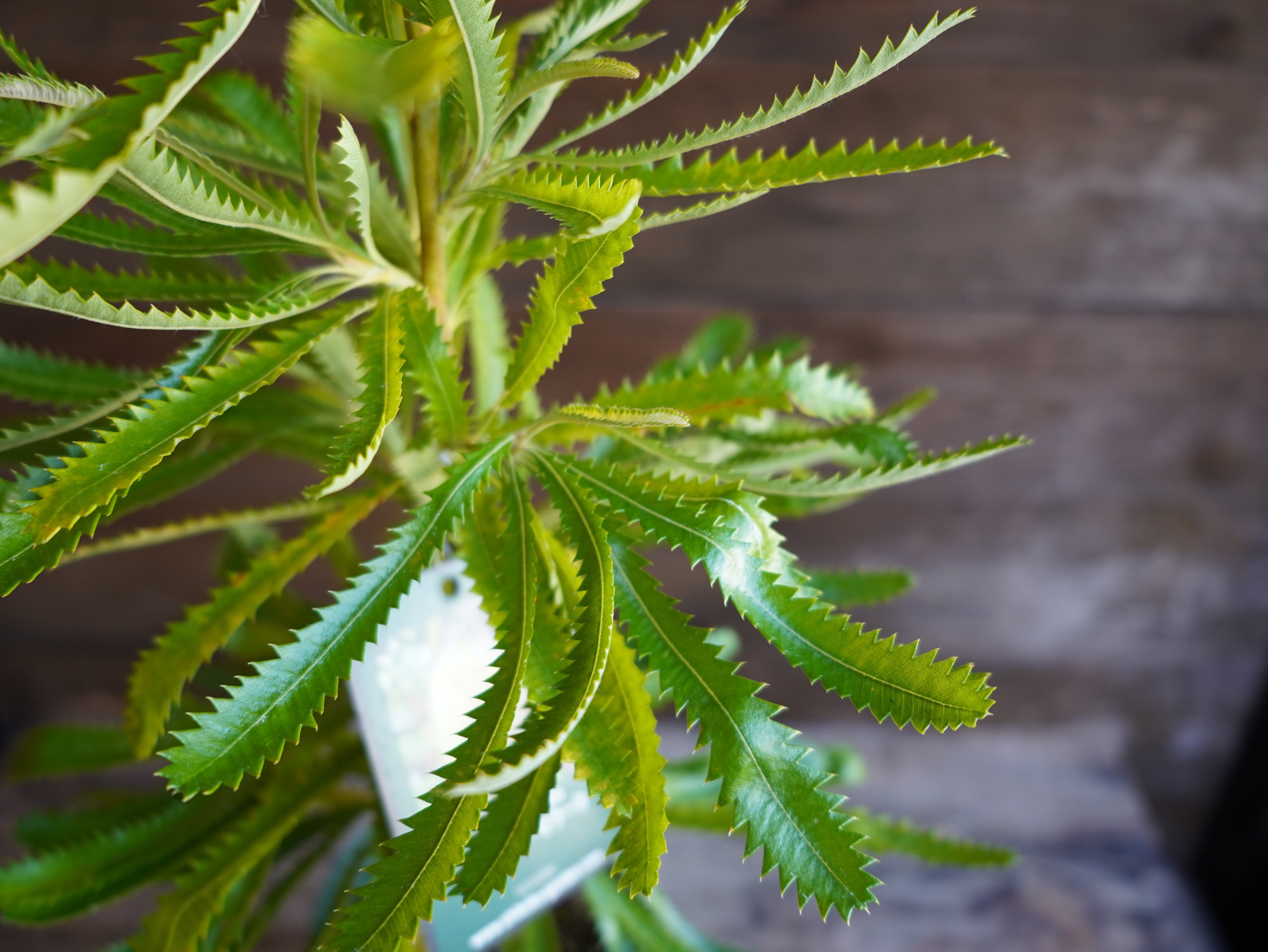 【現物】バンクシア　”セラータ”　B