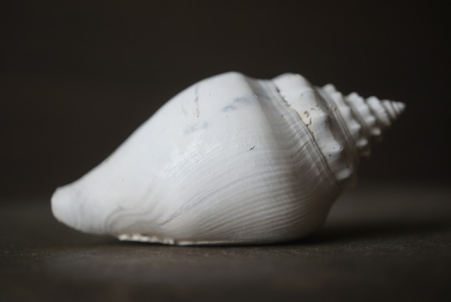 フロリダ州産 巻貝化石 Strombus alatus 1595