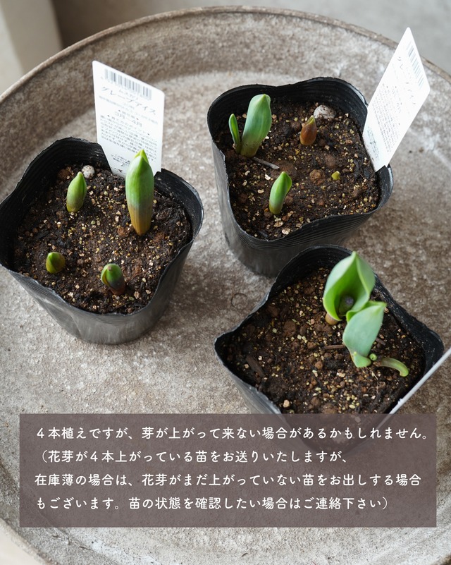ムスカリ グレープアイス　紫×白 ４本植え