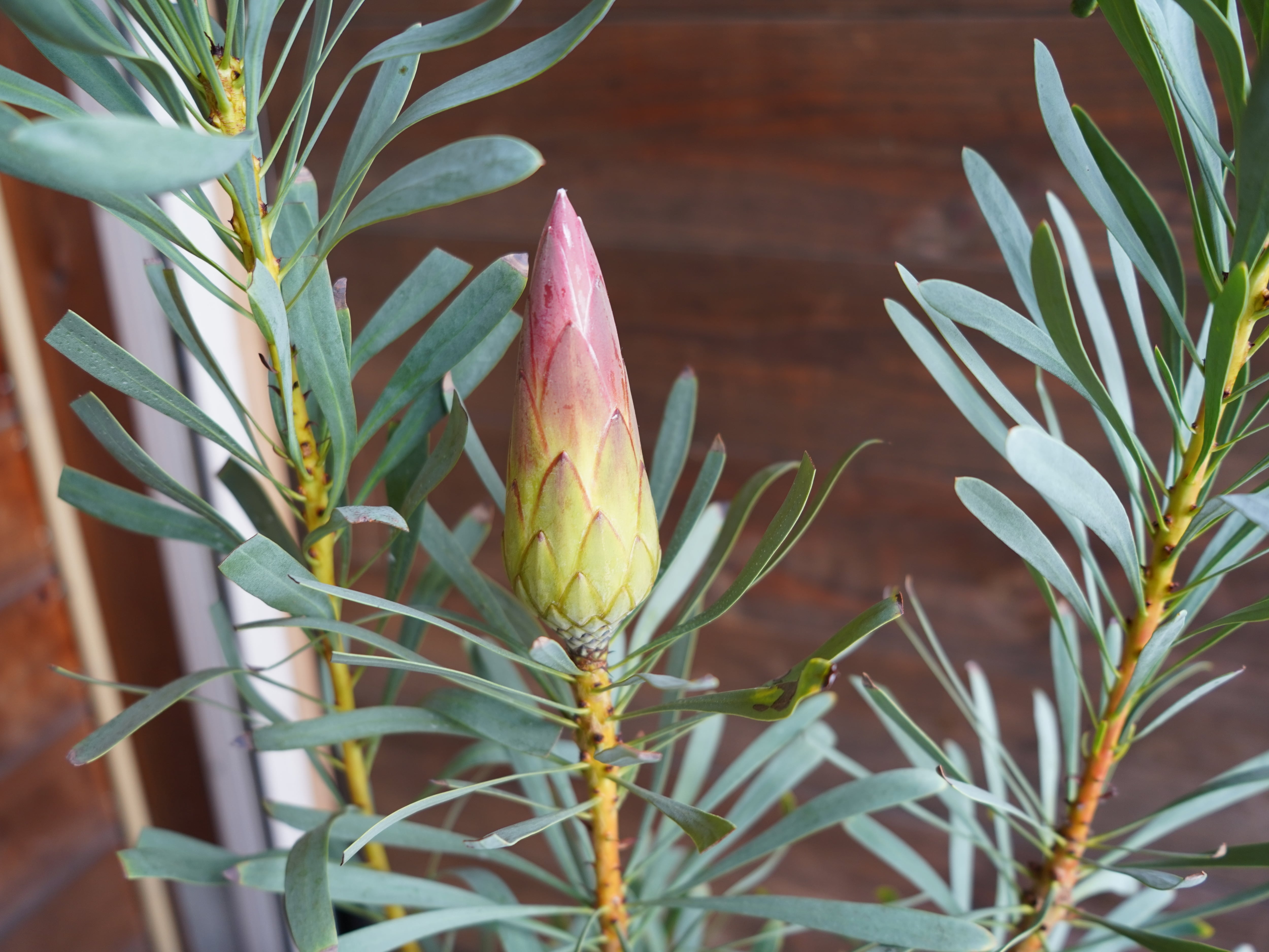 【現物】プロテア ”ルビーブラッシュ” 6号 B