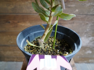 【現物】プロテア ”シルビア”　D