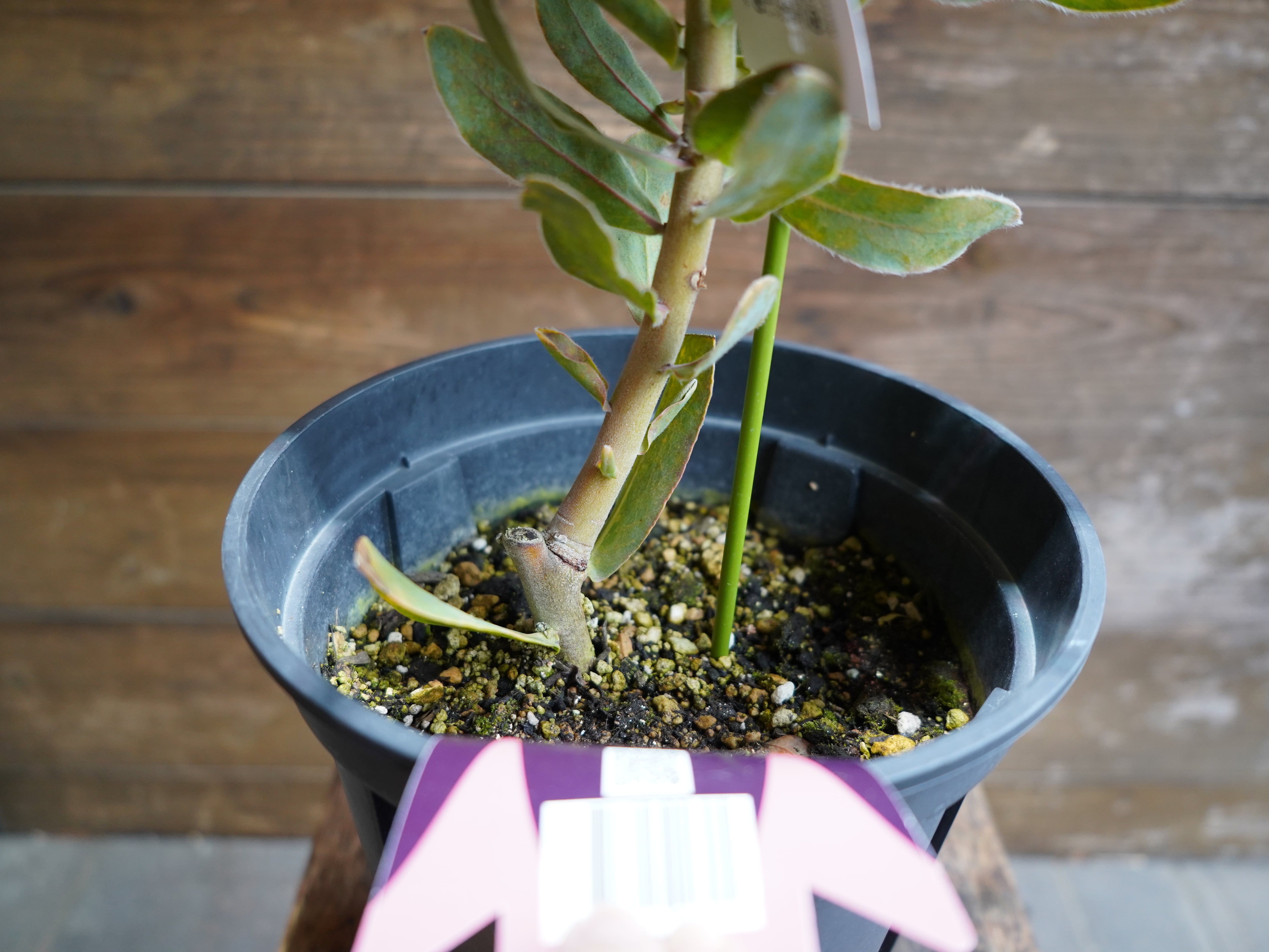 【現物】プロテア ”シルビア”　D