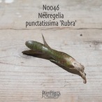 【送料無料】Neoregelia punctatissima 'Rubra'〔ネオレゲリア〕現品発送N0046