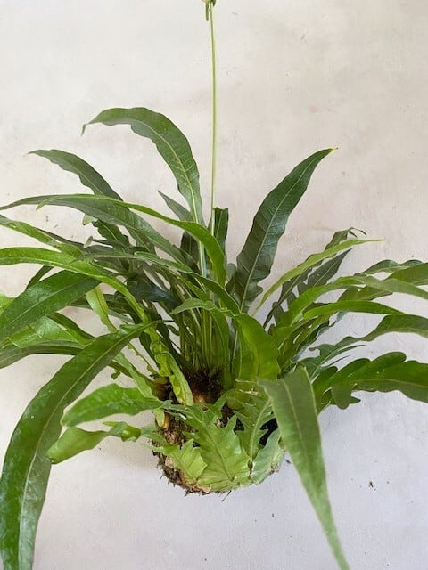 アグラオモルファ・コロナンスジム(カザリシダ) 苔玉 | Botanical56 アグラオモルファ・コロナンスジム(カザリシダ) 苔玉 | Botanical56