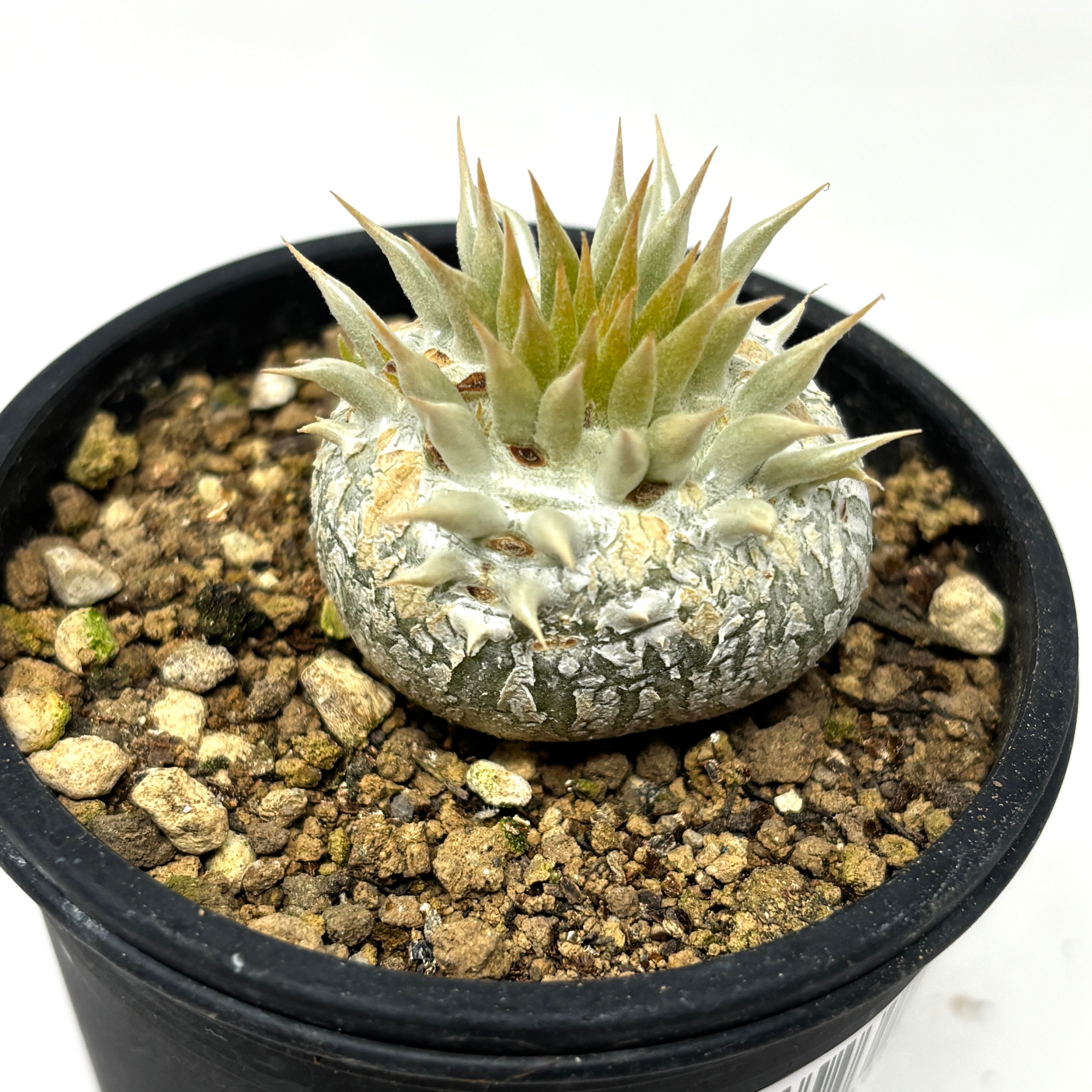 パキポディウム エニグマチカム【772】