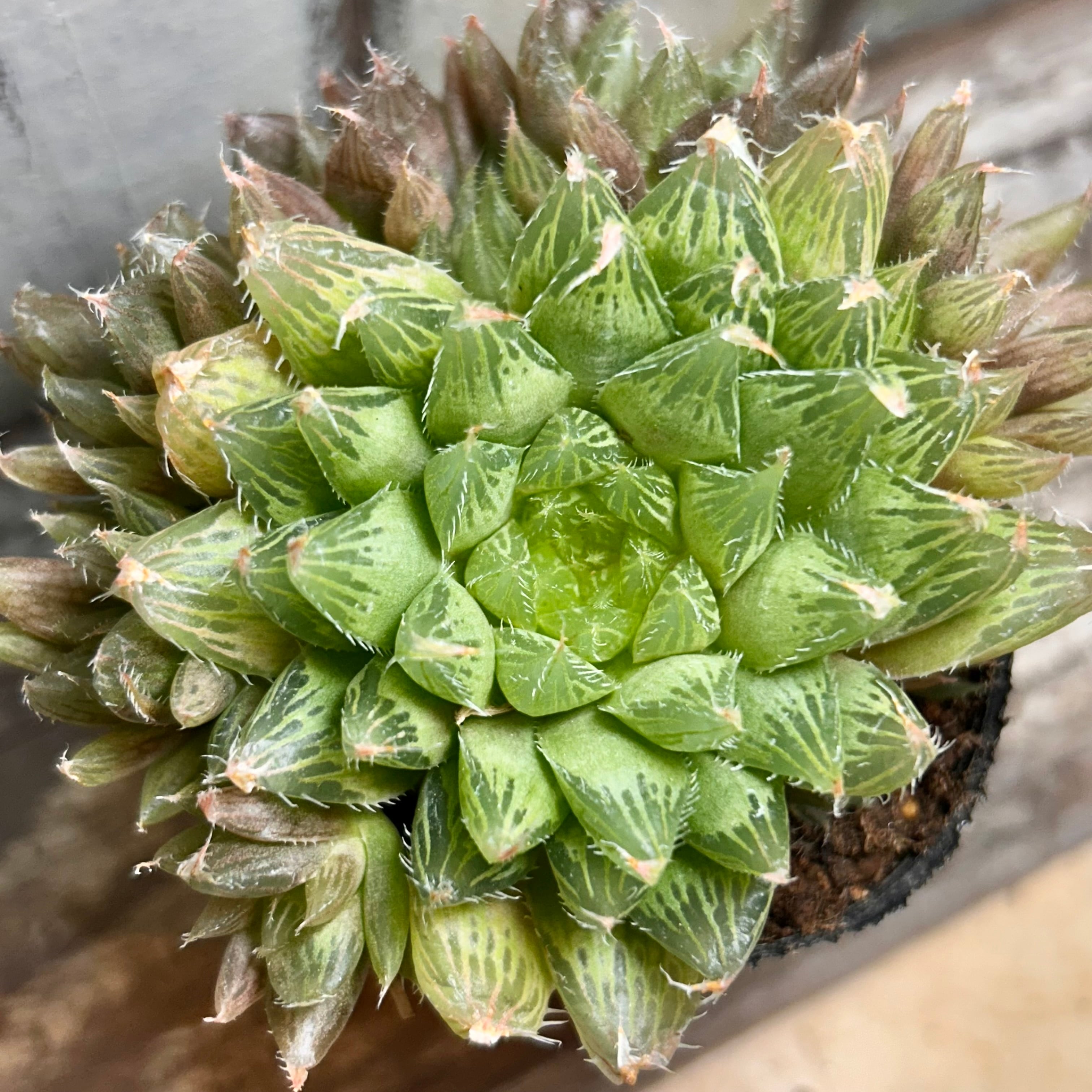 ハオルチア | RuPo 多肉植物専門店