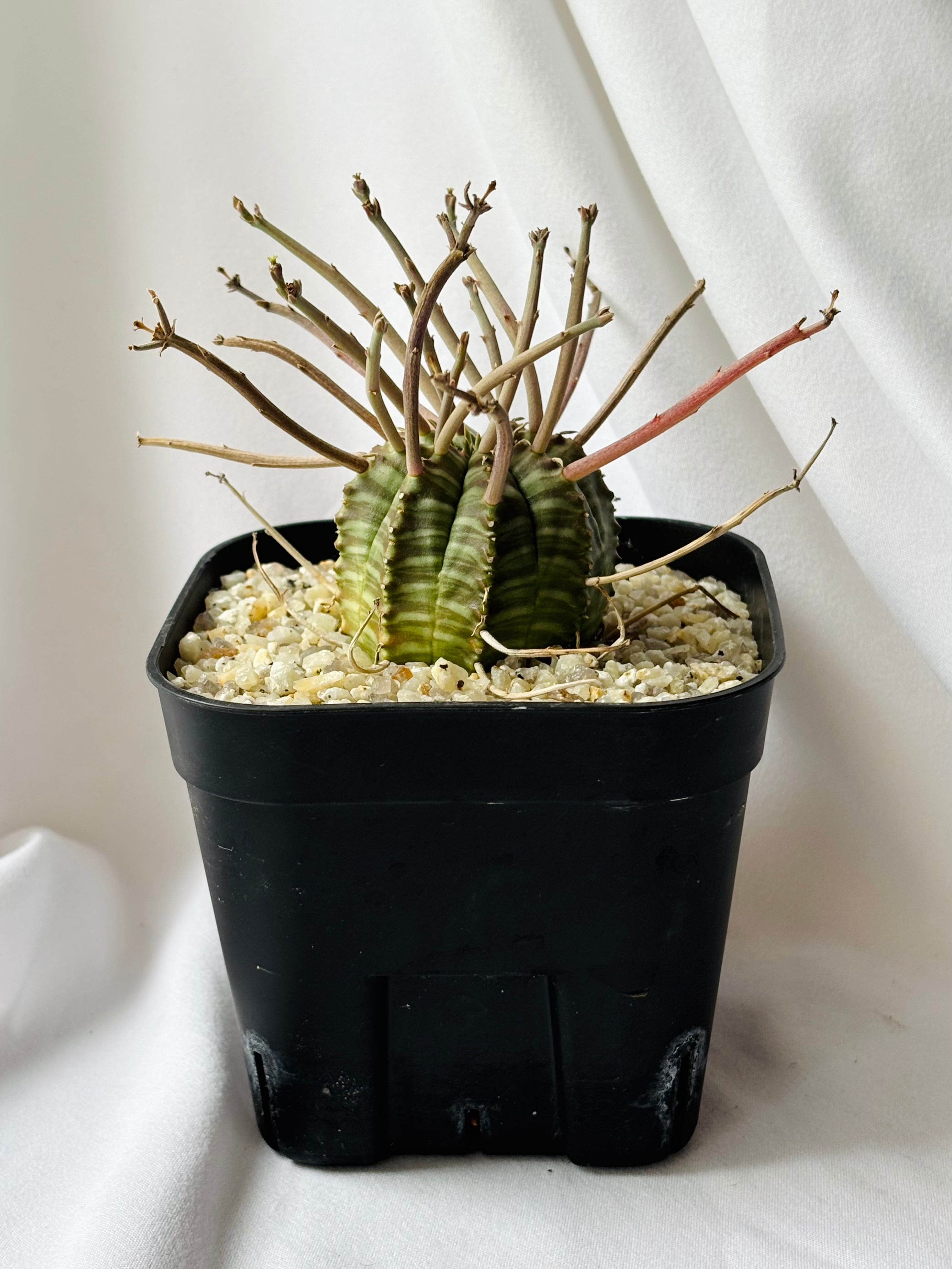 Euphorbia valida ユーフォルビア スーパーバリダ 多肉植物 | plants