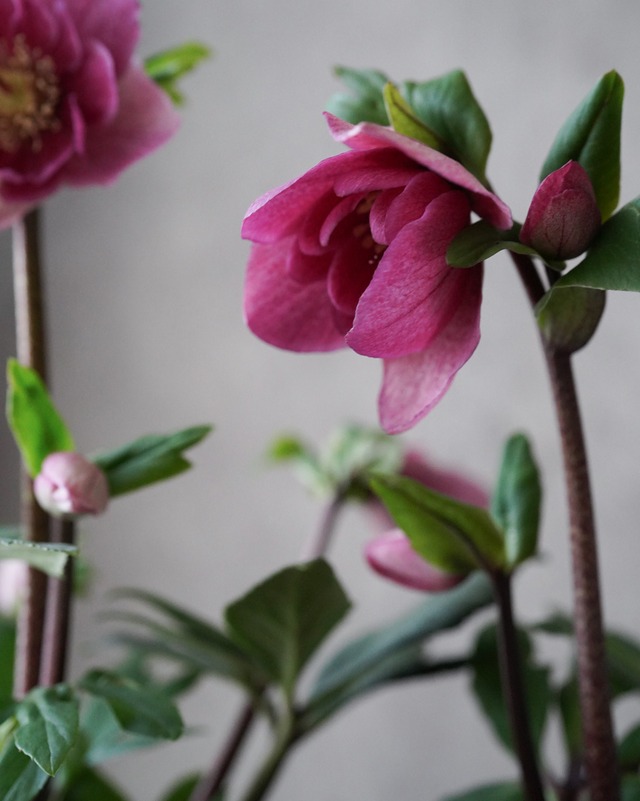 クリスマスローズ　雪の妖精　フーリールビー 4.5号