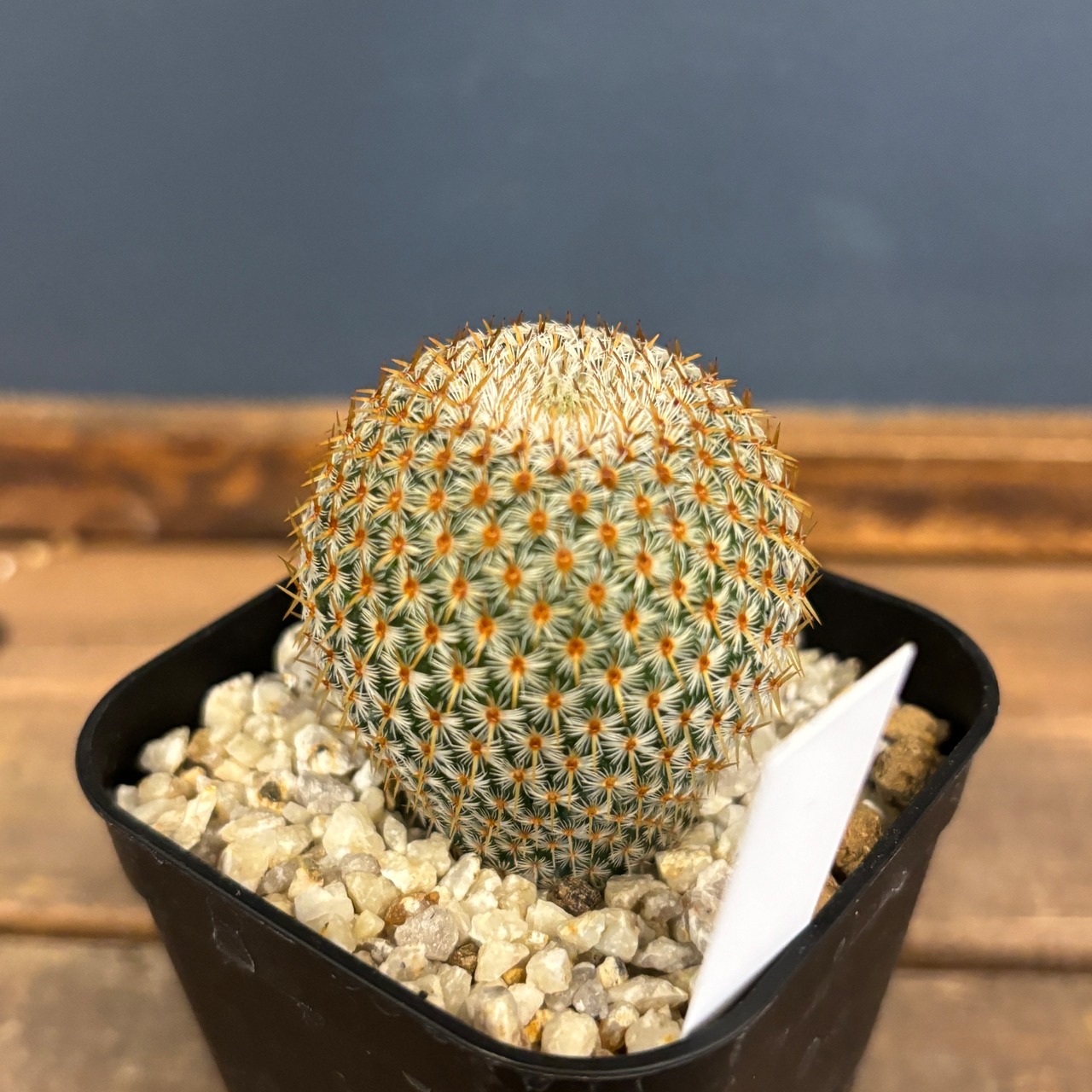 サボテン マミラリア クルシゲラ【956】