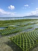 厳選プレミアムアーサ（乾燥アーサ）20g 　シーサパッケージデザイン送料無料