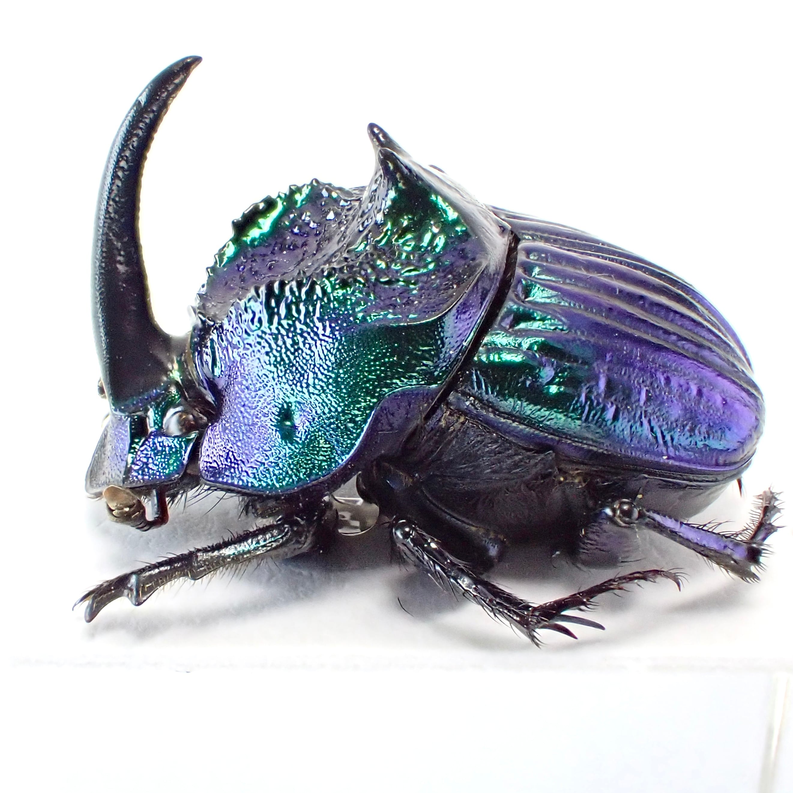 メキシコ産 Phanaeus furiosus ♂ 15mm 青緑 | 昆虫標本 Diggers & Rollers