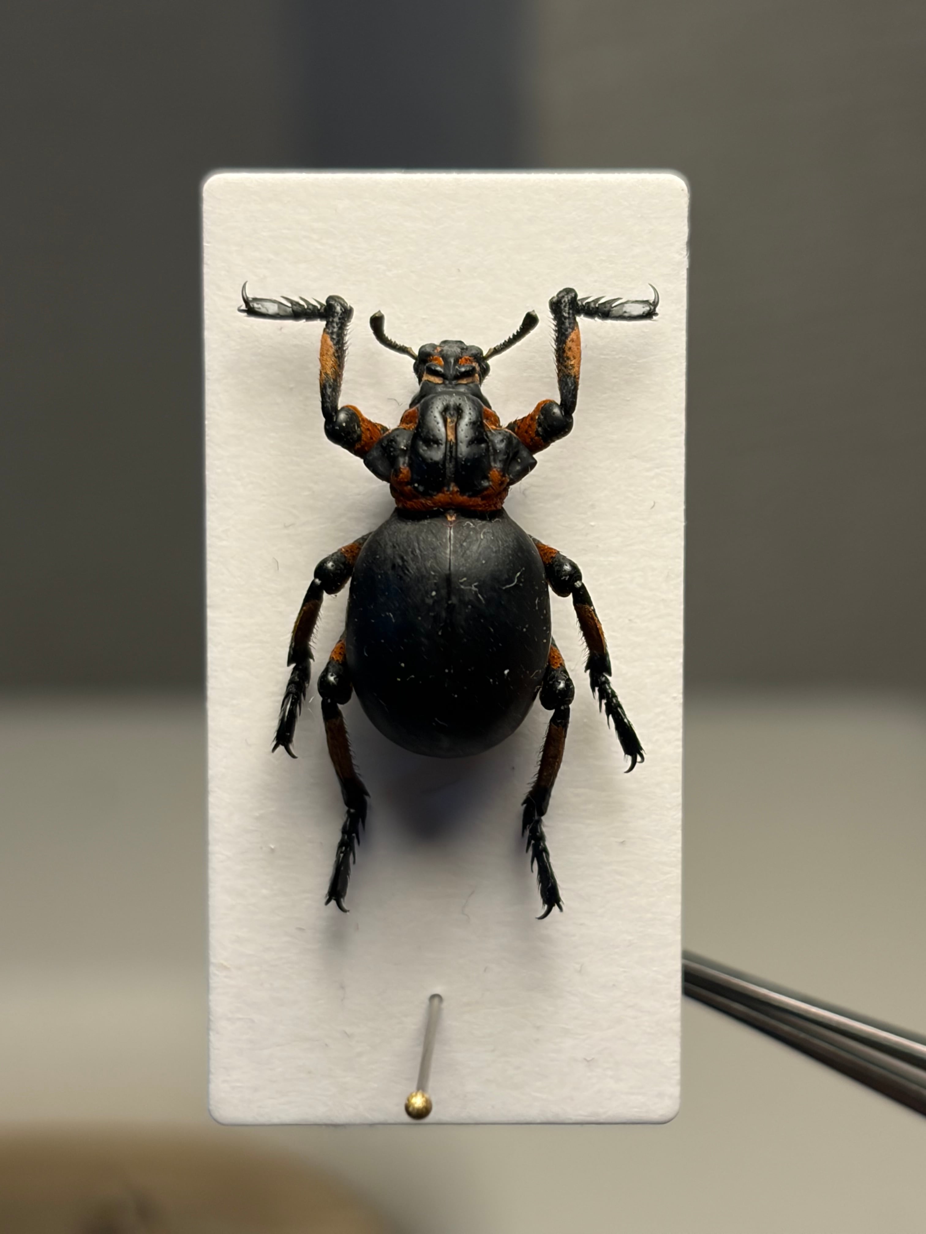 15mm】ガスマスクをつけた特殊部隊のような顔つきのBrachycerus sp