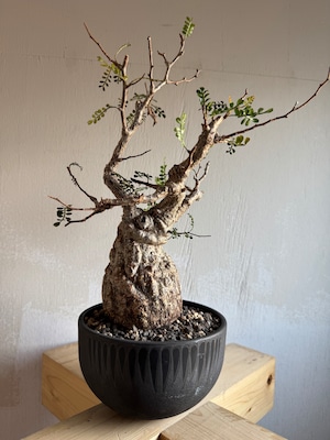 【灌木祭】Operculicarya pachypus × OLD VALIEM DEVIL【壺型 最高の株】オペルクリカリア パキプス