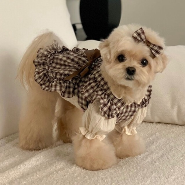 【セット予約】Mare Blouse＋Maple bustier＋Ribbon broach / cheese n mood　韓国犬服