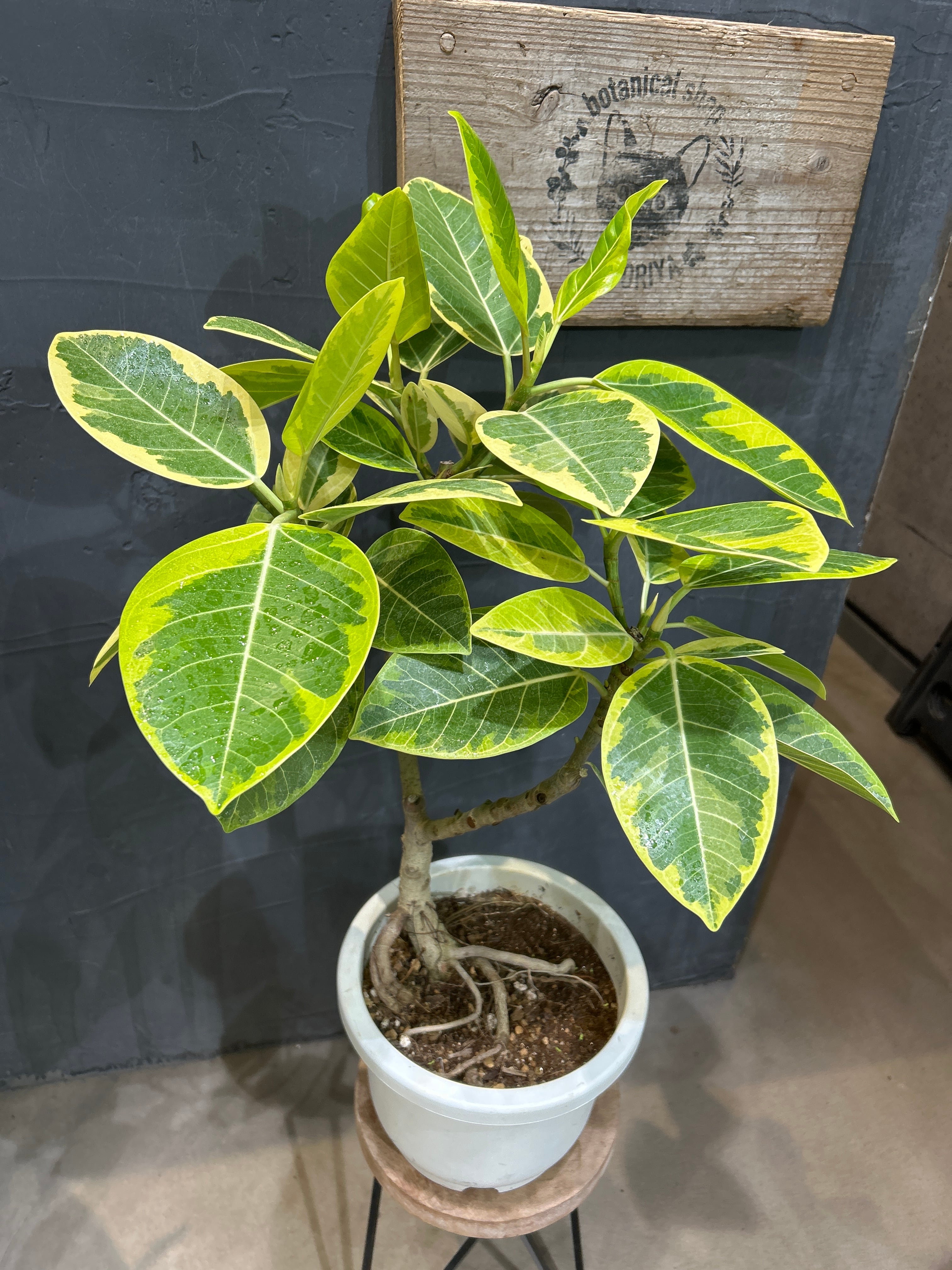 MIDORIYA 観葉植物専門店