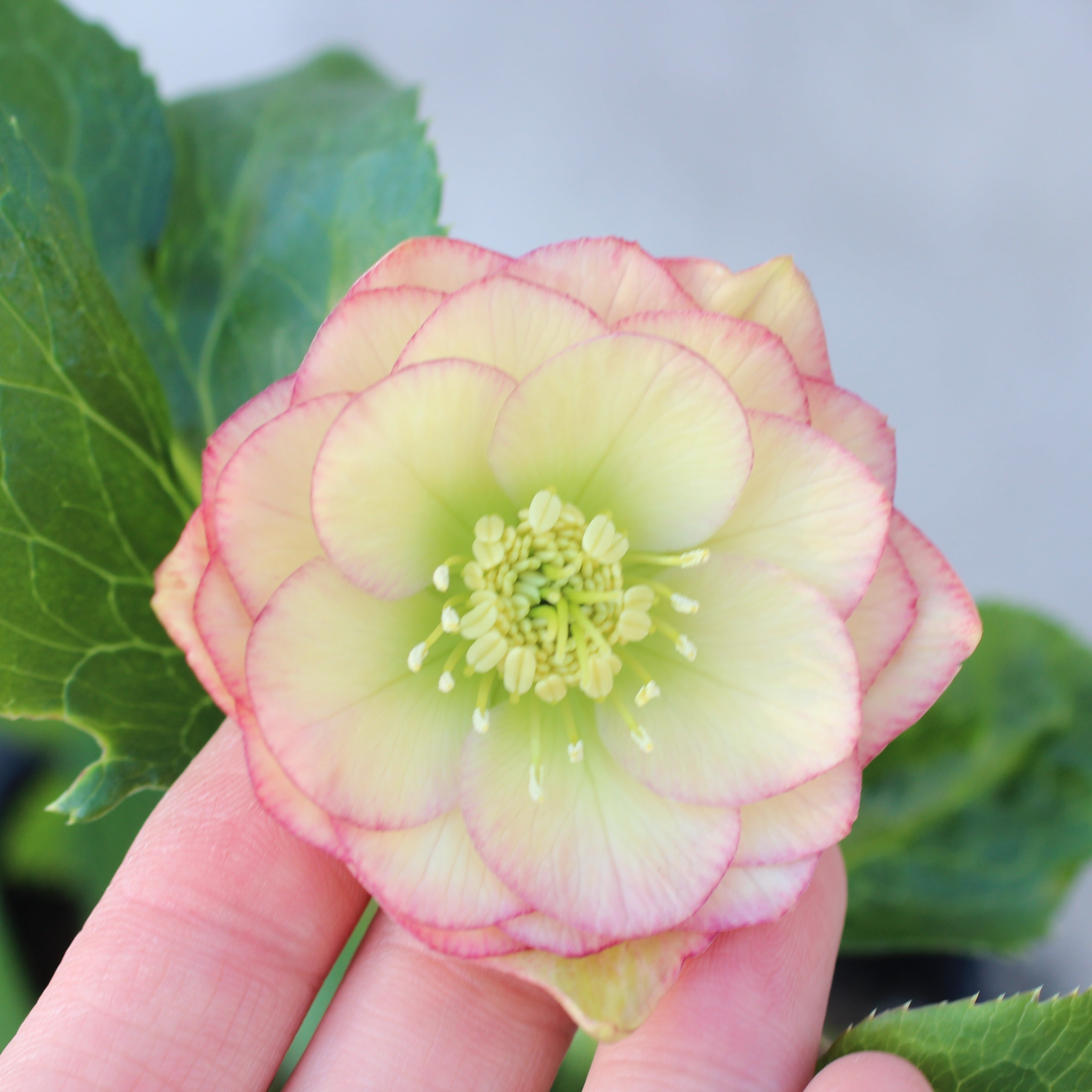 ウィンターローズ 2Fの増量 1点 WS26-025 クリスマスローズ ウィンターシンフォニー イエローピンク