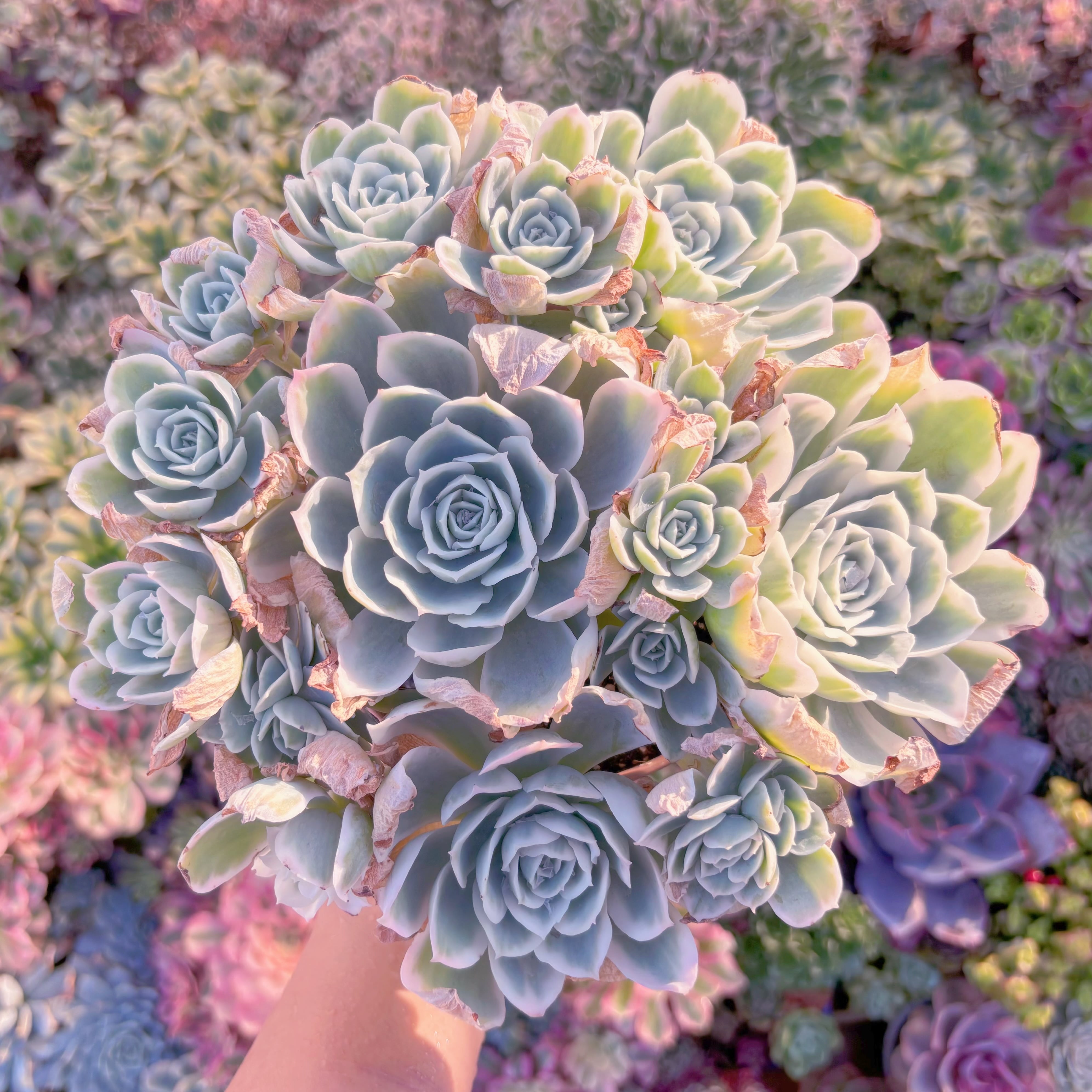 現品　レモンローズ錦#1008　特特大群生　るる農園