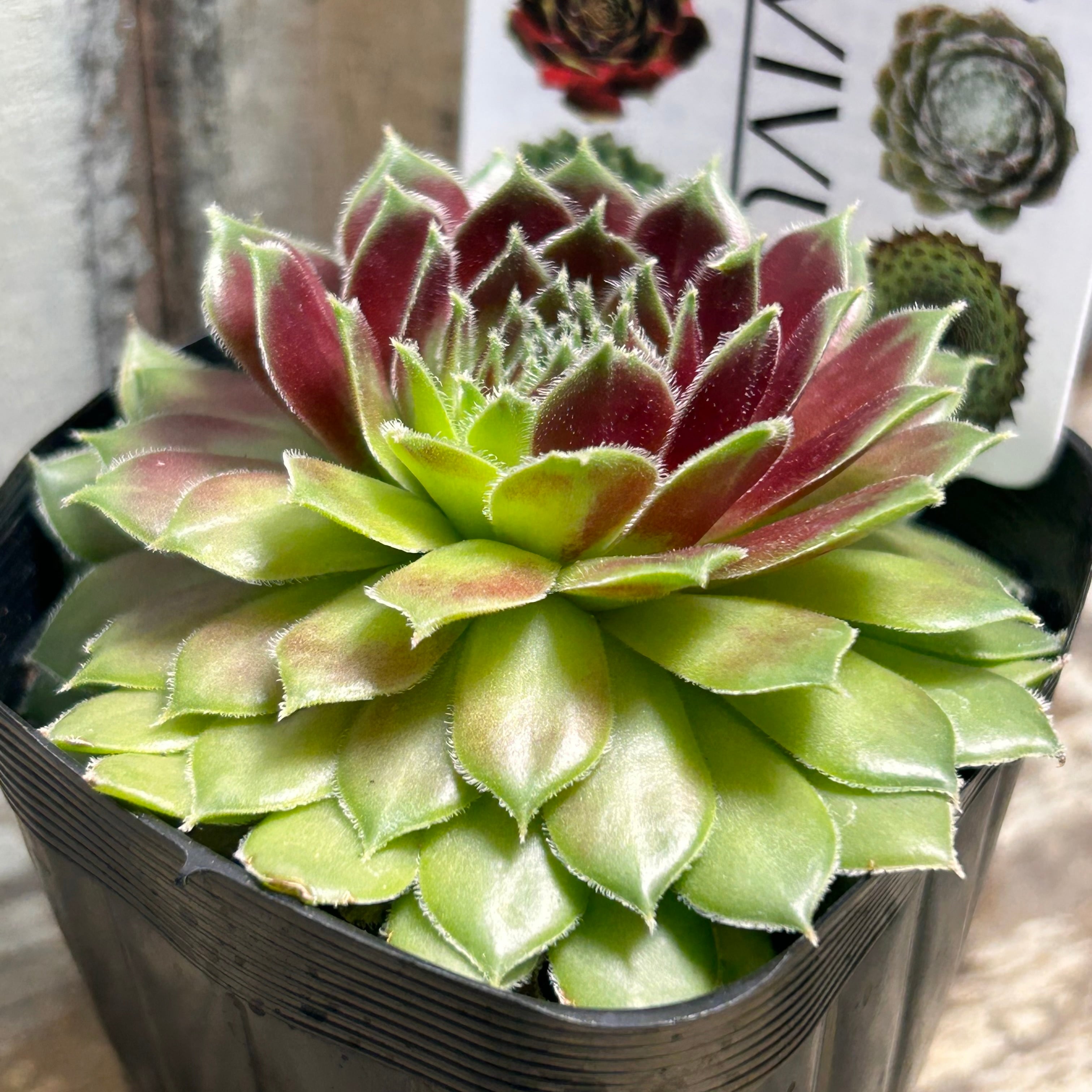 多肉 センペル センペルビウムの育て方・栽培方法 | LOVEGREEN(ラブグリーン)