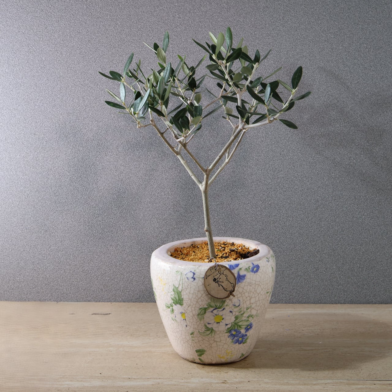 515『オリーブ ルッカ 陶器鉢』【送料無料】 | MARX PLANTS | 観葉植物