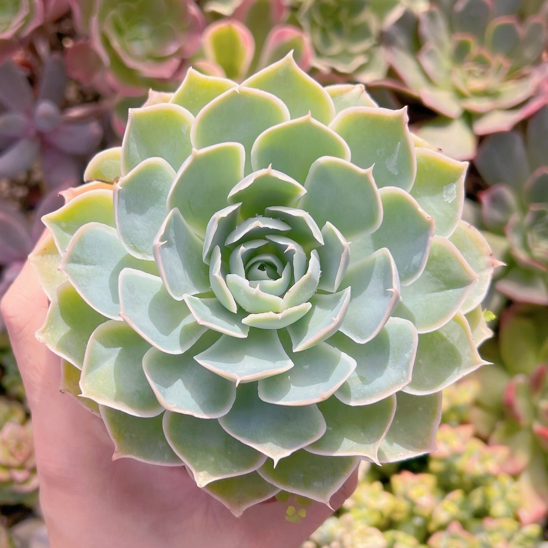 現物　プリーツスカート#265古株   るる農園