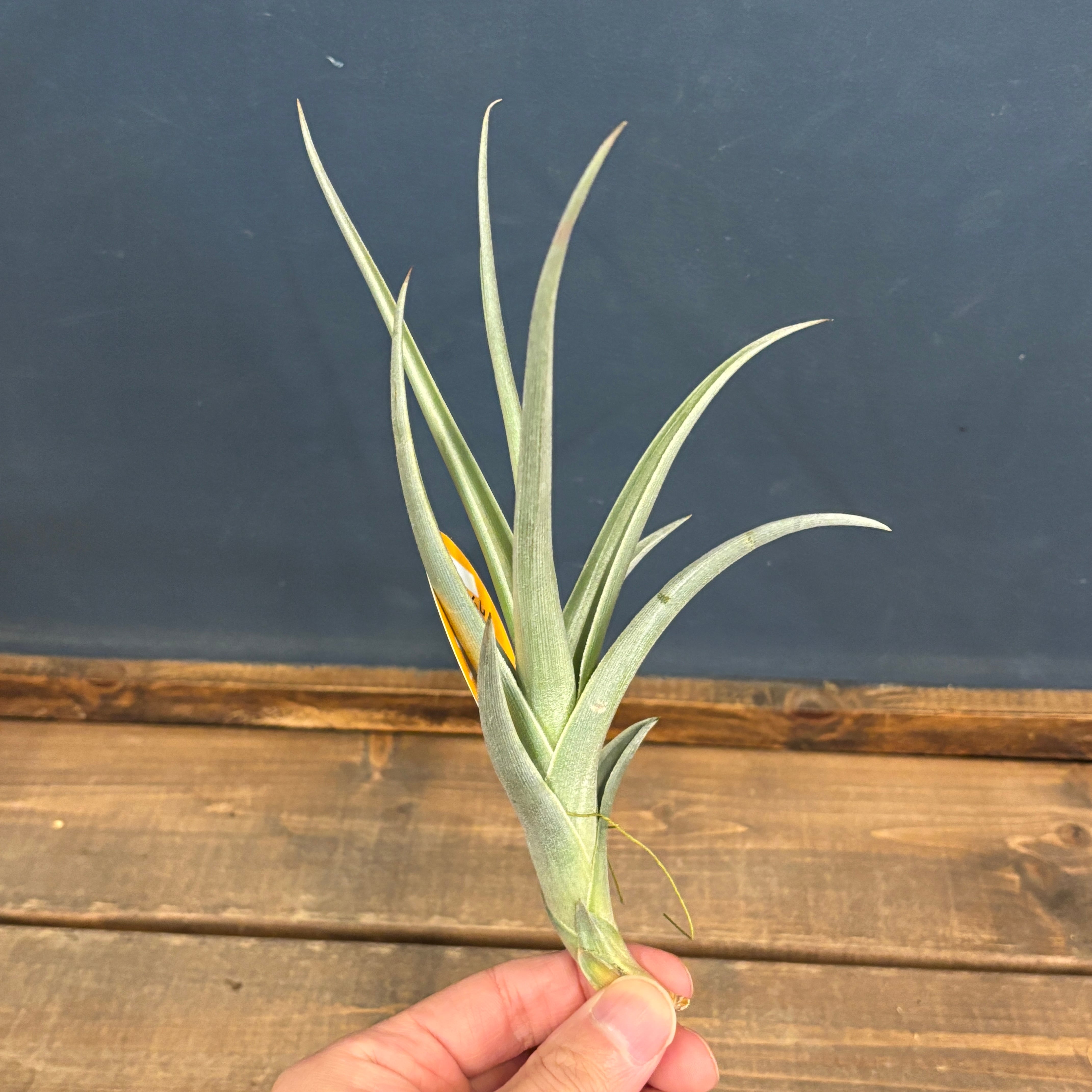 チランジア | PROTOLEAF プロトリーフ