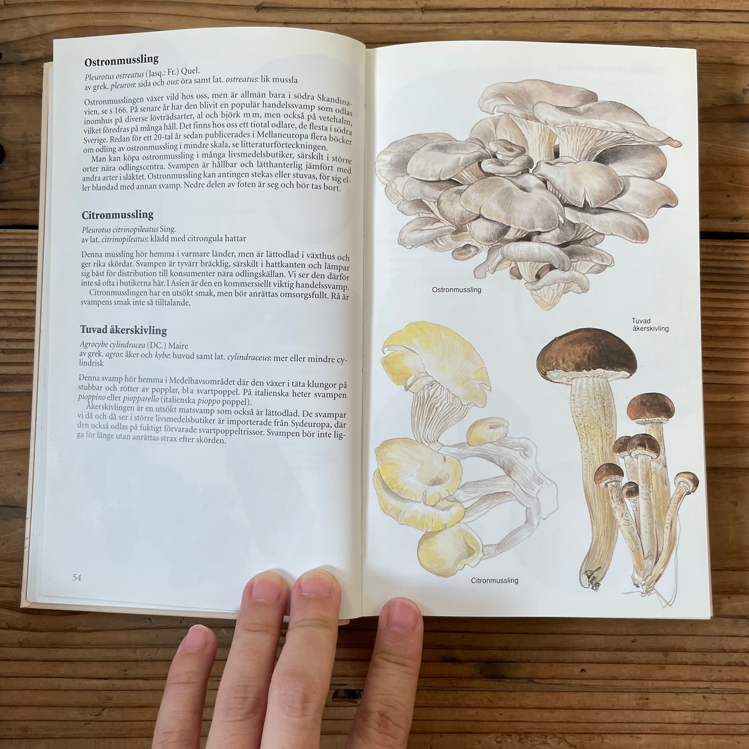 キノコ図鑑 | tsuitachi craft&brocante