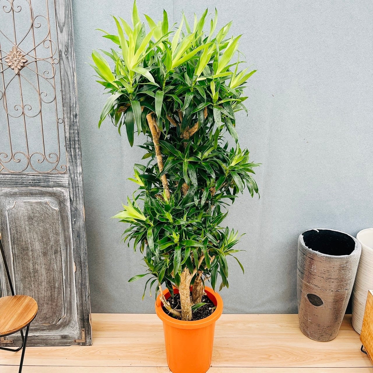 ［現品］87番　エスキナンサスラディカンス　斑入り　5号　観葉植物　吊り下げ 現品］87番 エスキナンサス ラディカンス 斑入り 5号 観葉植物 室内