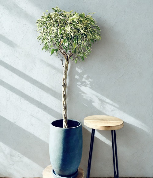 フィカス ベンジャミン スターライト  “ビューティークイーン” 陶器鉢・受け皿付き｜calm cafe