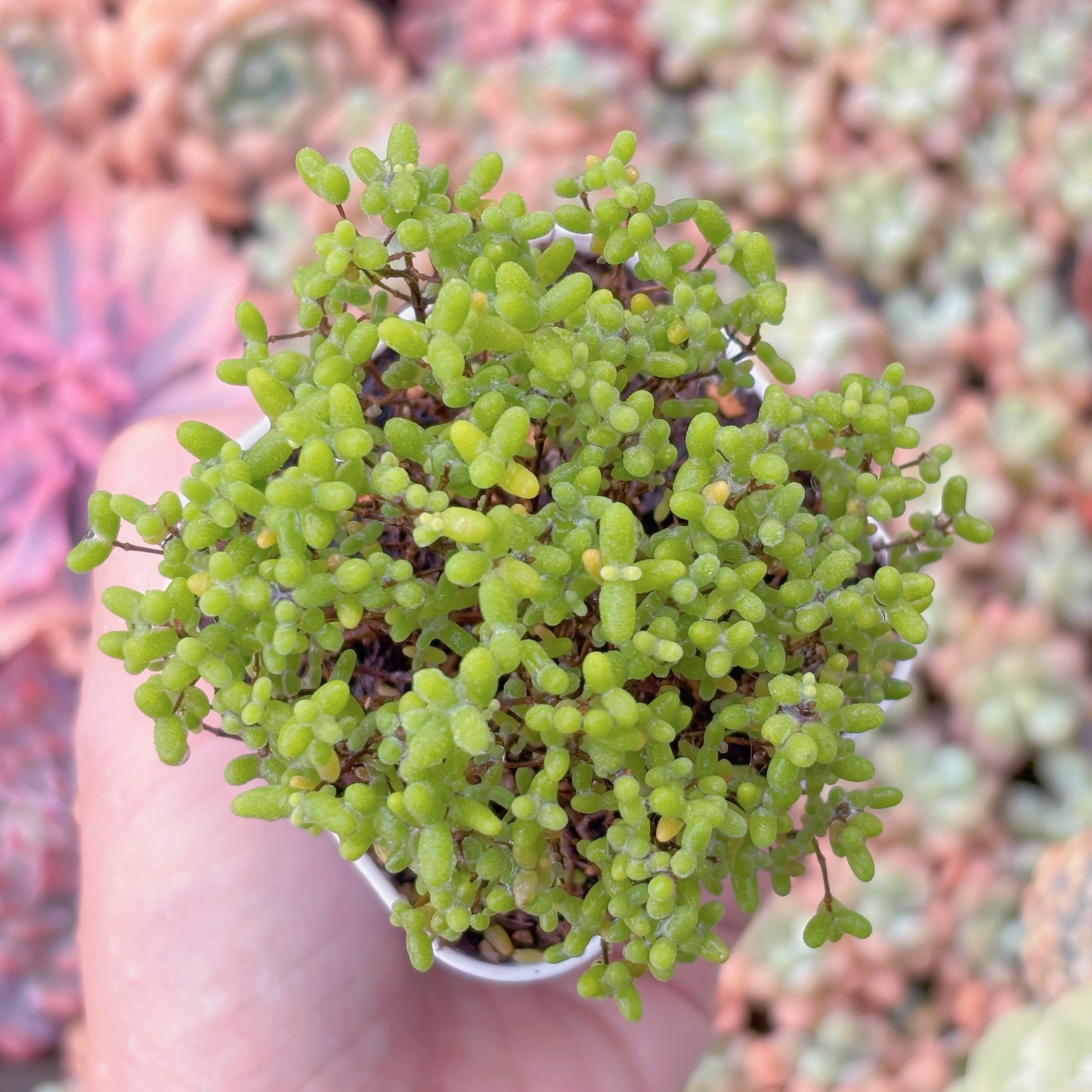 多肉植物　ドロサンテマム　蜜橘糖球(L)　新入荷　るる農園