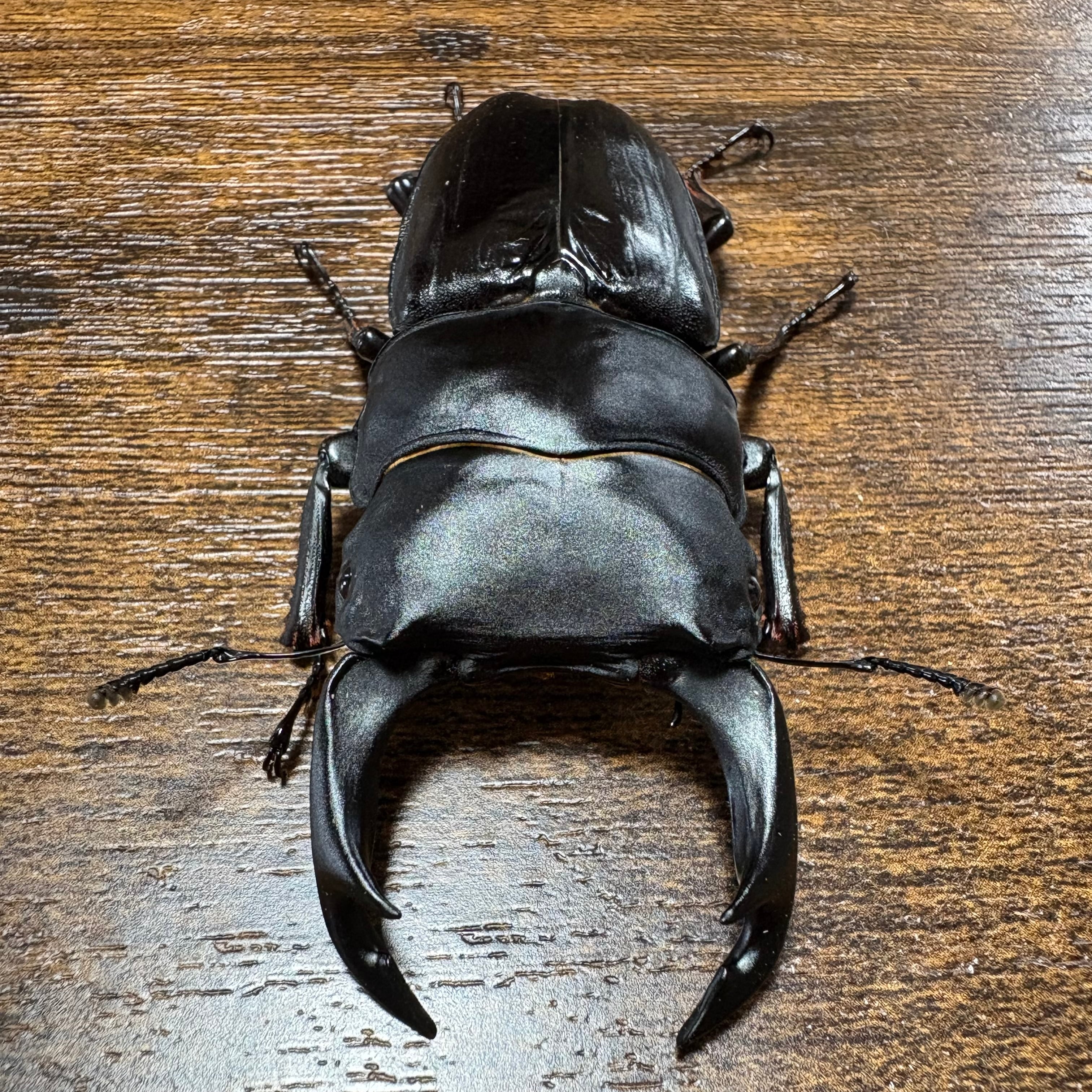 ヤエヤママルバネクワガタ成虫 ペア