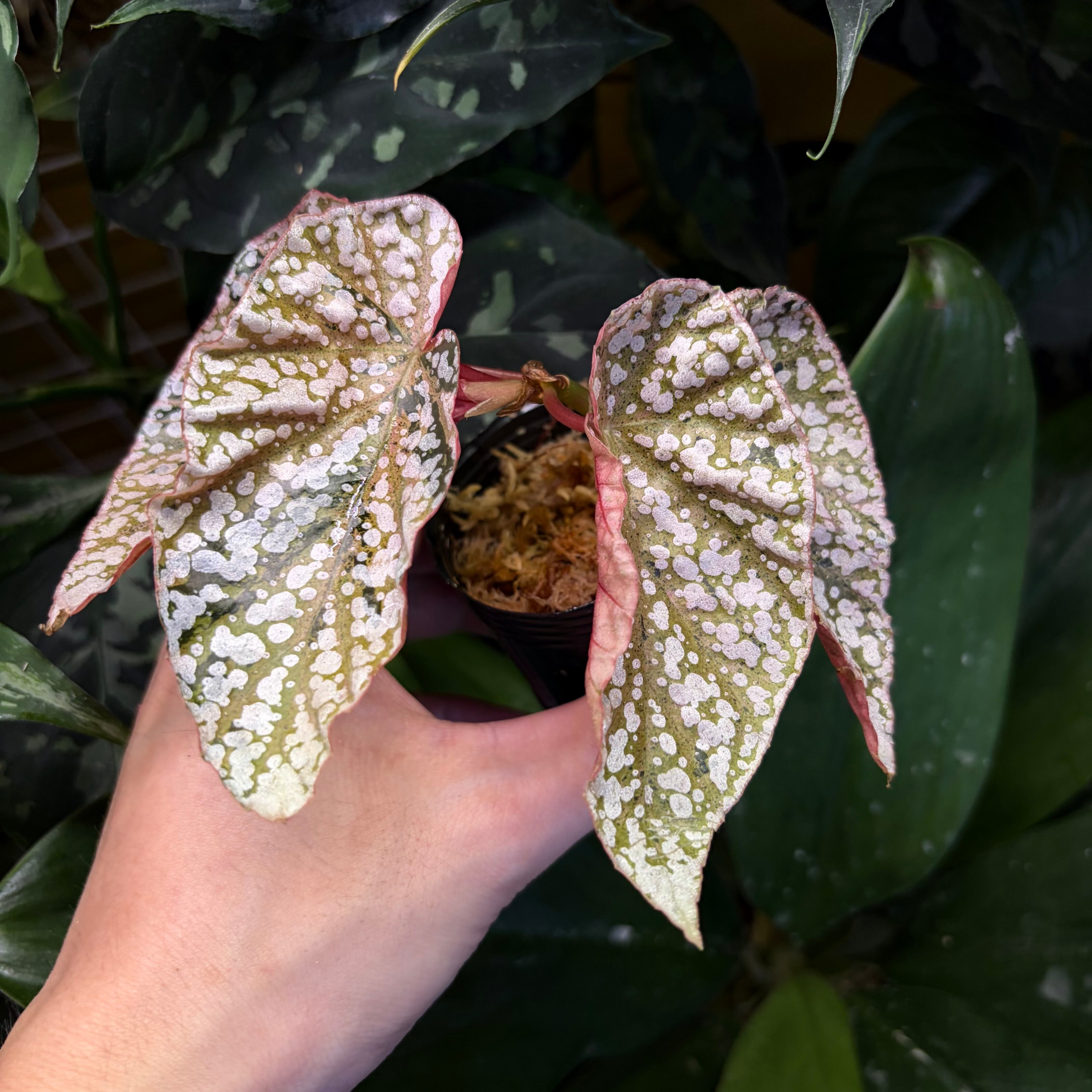 Begonia Snow Capped 'Pink Variegated' ベゴニア スノーキャップド