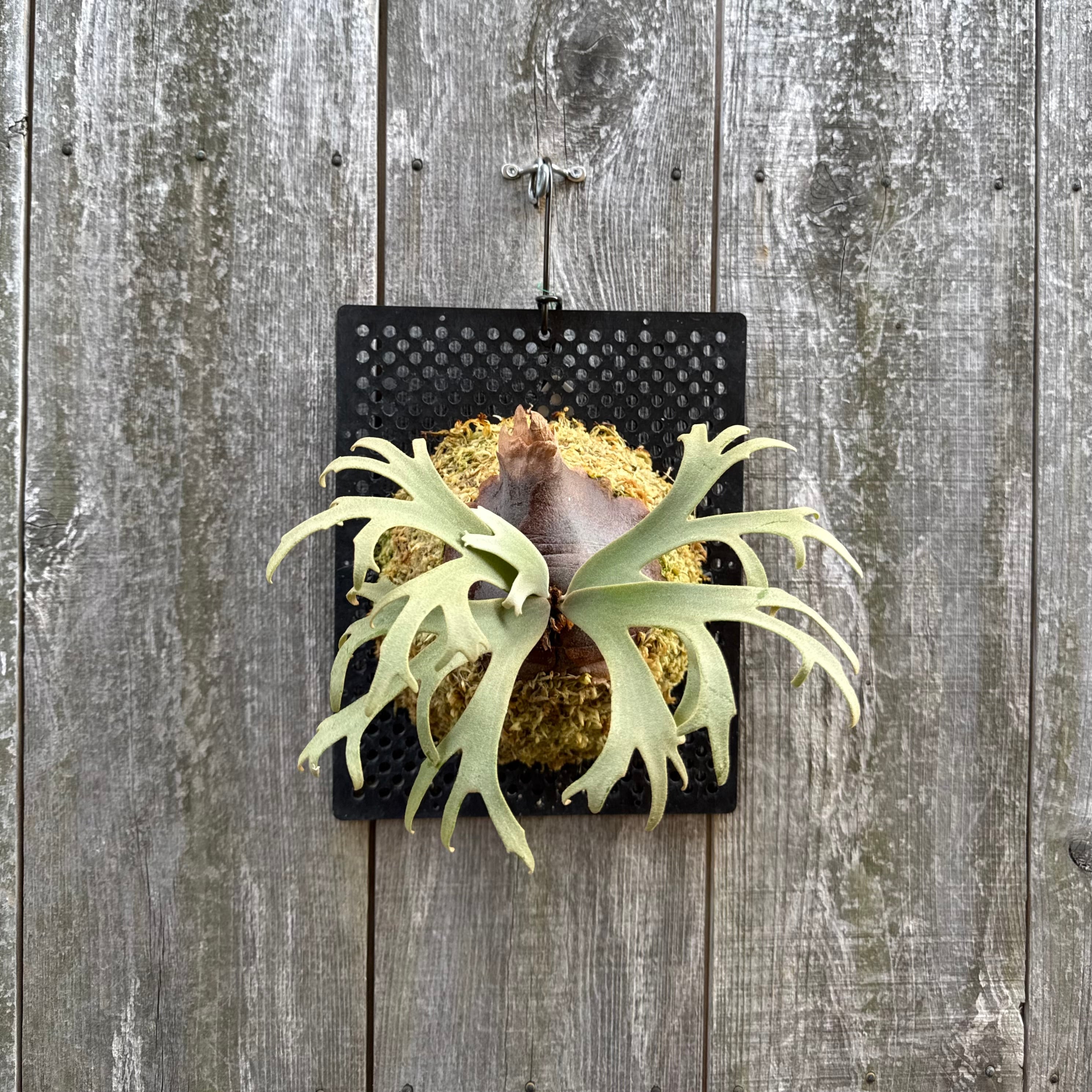 P. willinckii Jenny #1 (pup) | naturefix