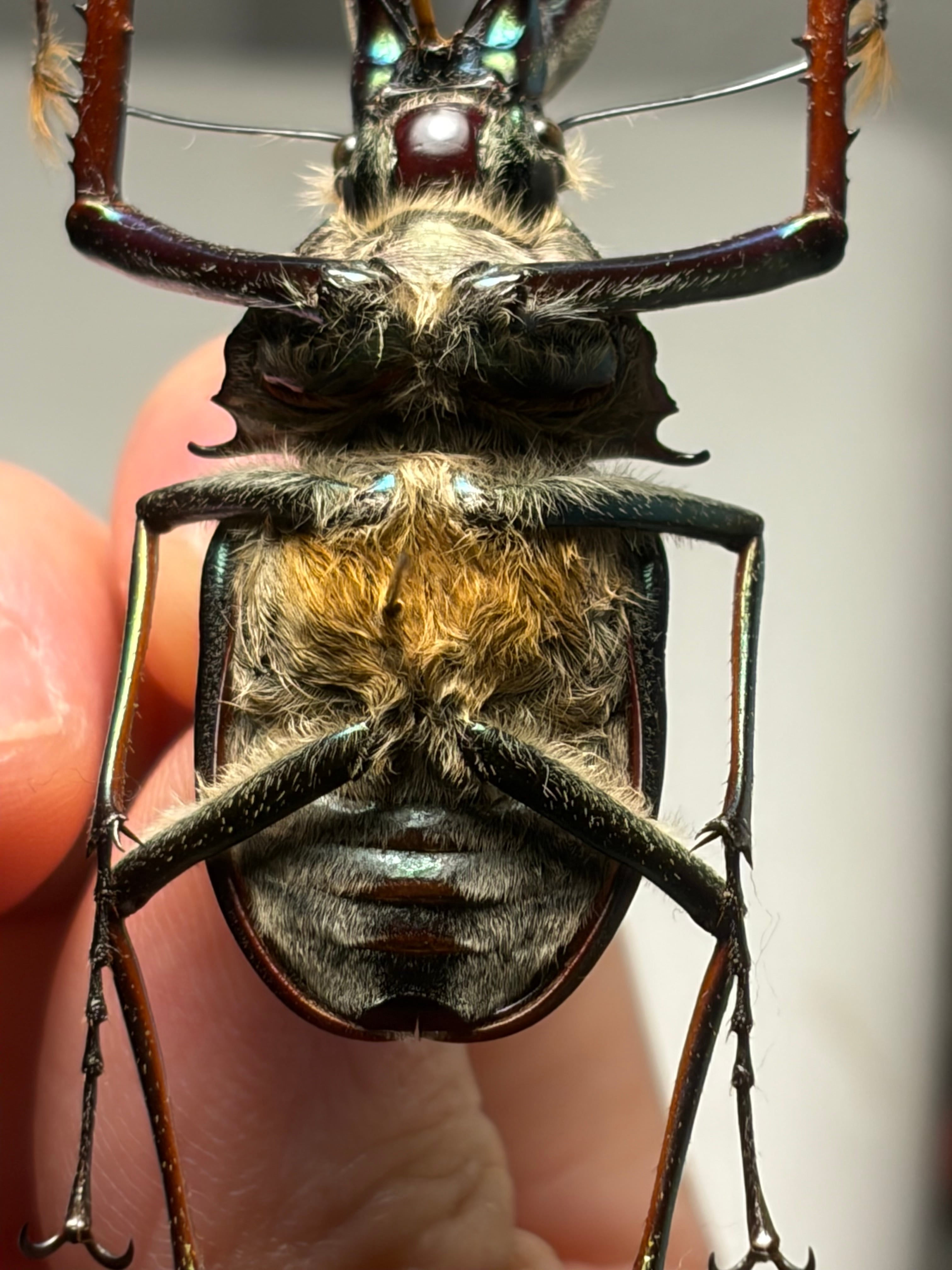 有毛79mm】チリクワガタ メタリフェルホソアカクワガタ Wild 昆虫標本